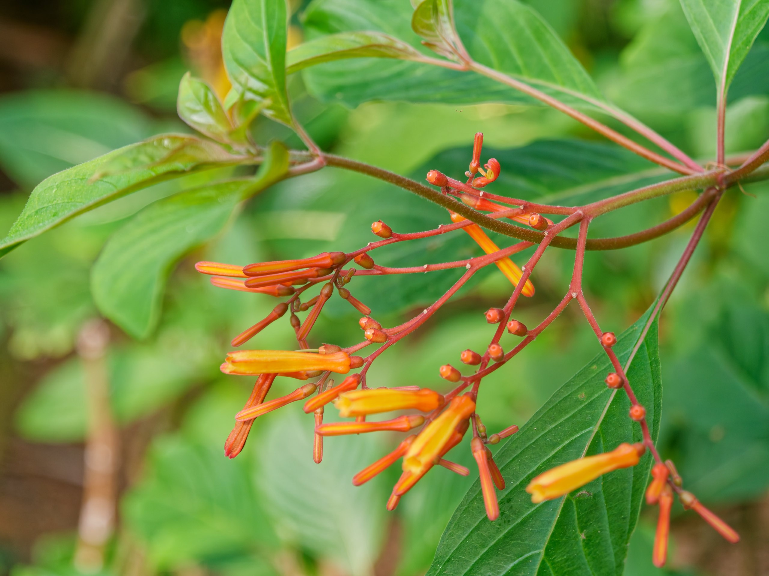 Хайнань 2026, флора, цветы и деревья. Фотопрогулки по Миру