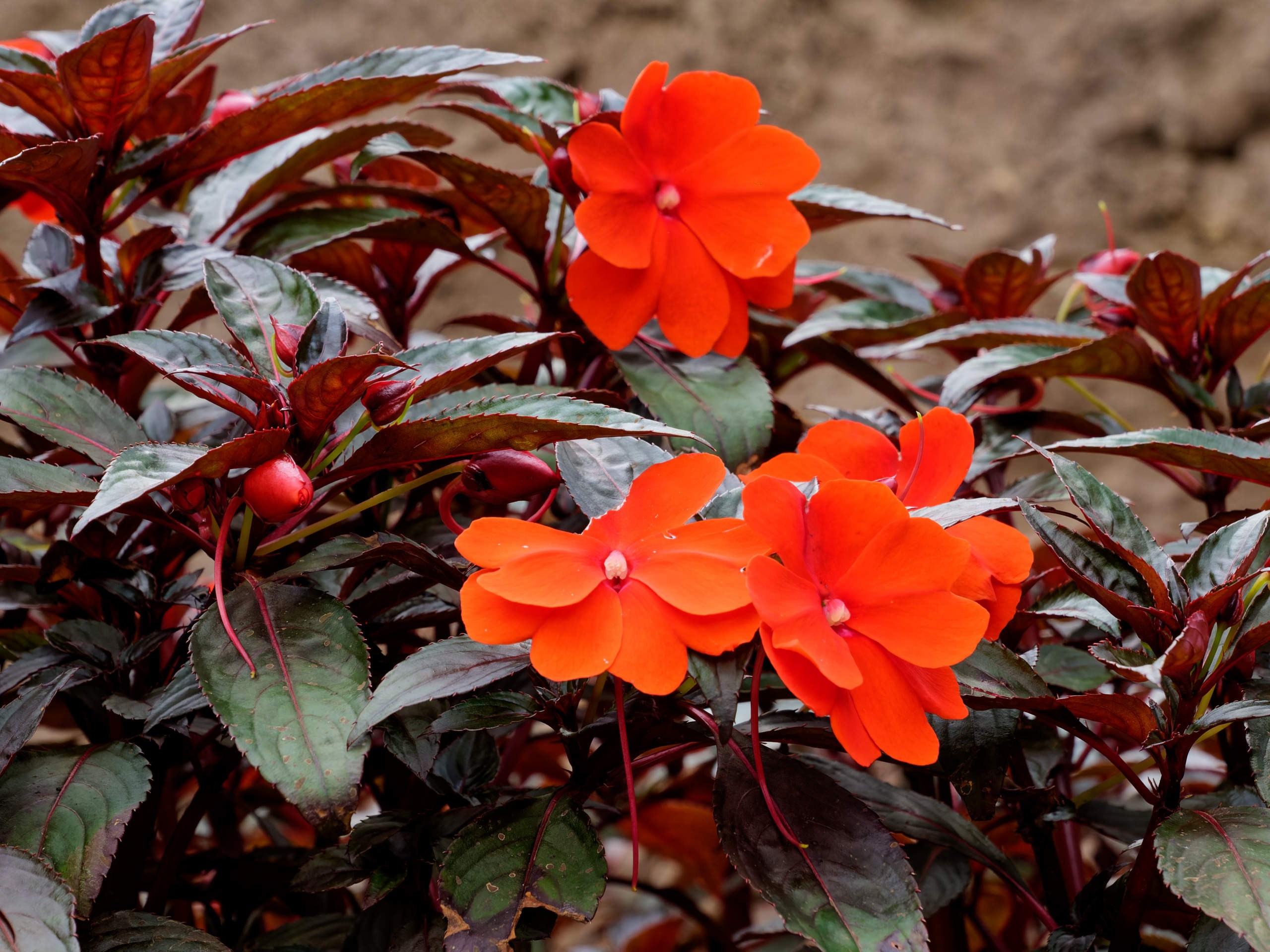 Далат 2023. Избранные фотографии