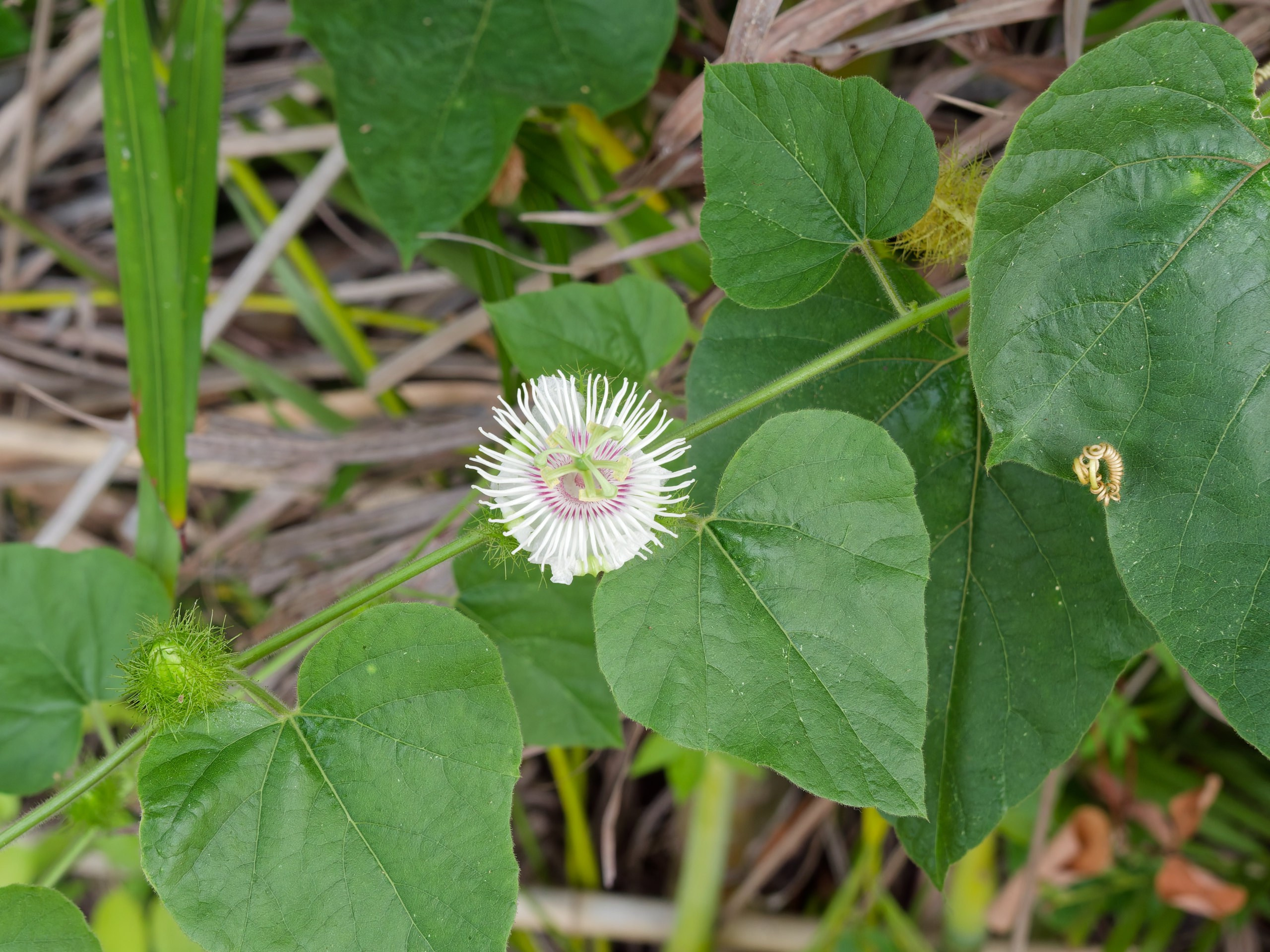 Хайнань 2026, флора, цветы и деревья. Фотопрогулки по Миру