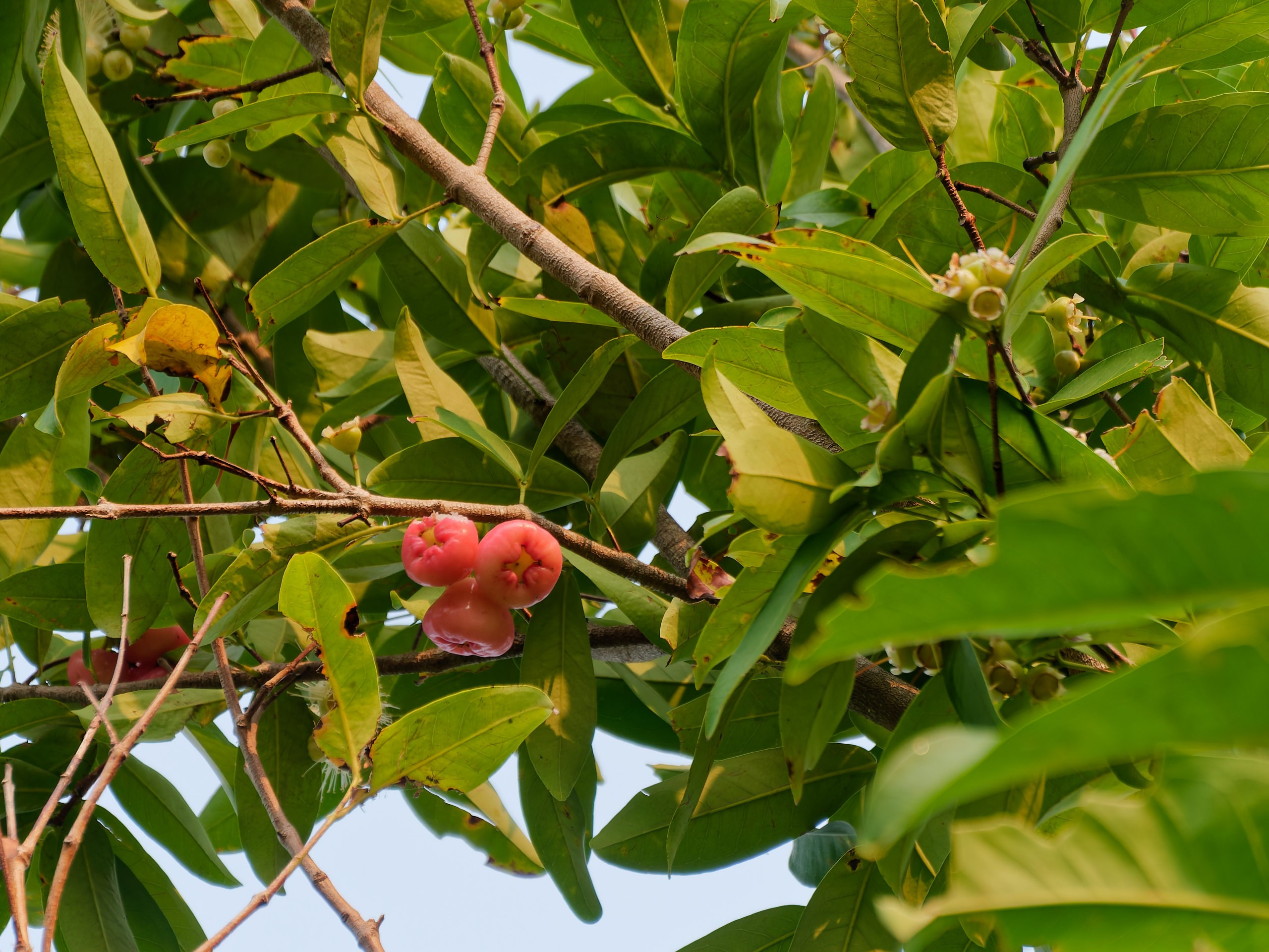 Хайнань 2026, флора, цветы и деревья. Фотопрогулки по Миру