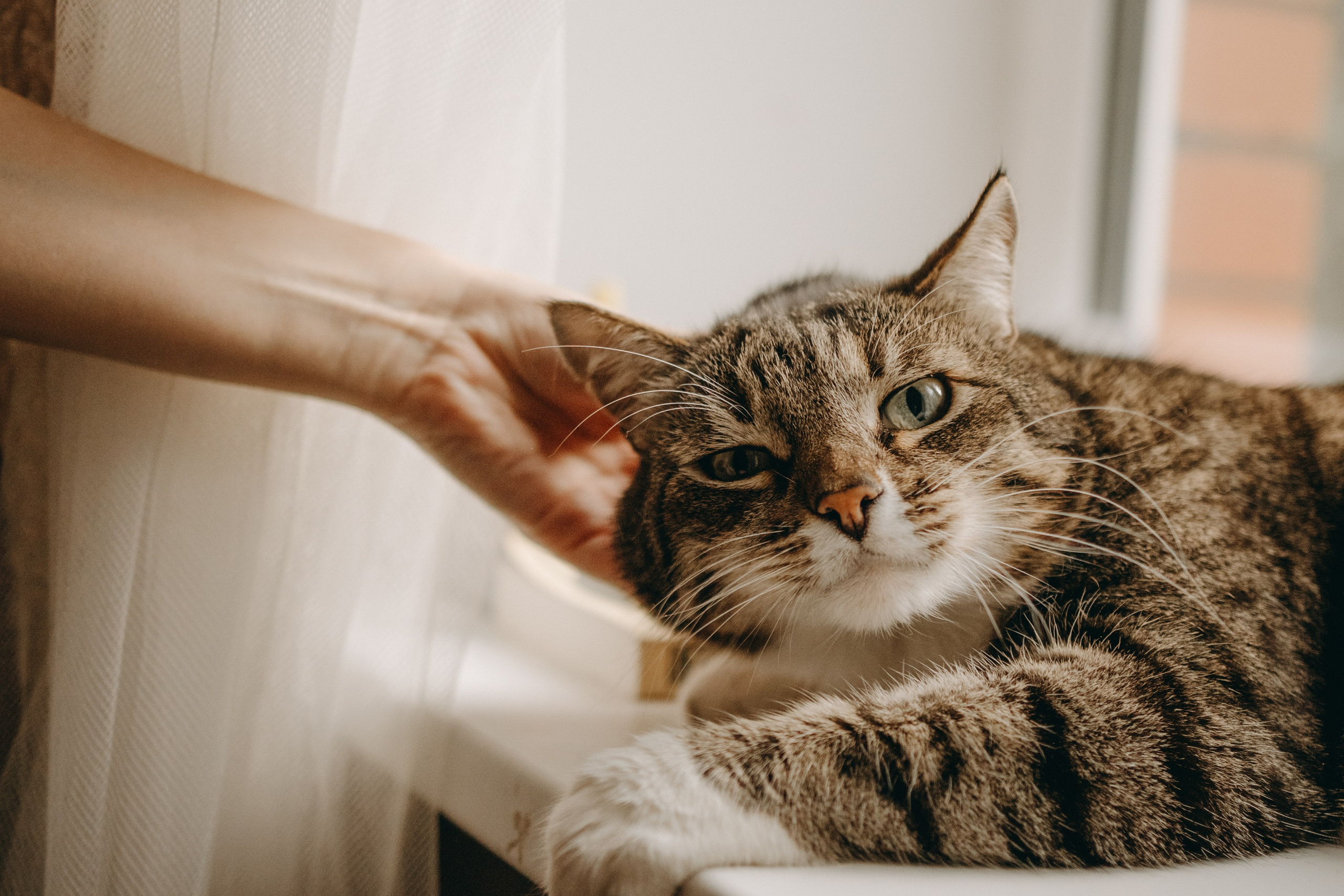Софа и ее хвостики. Фотограф — Анималист | Санкт-Петербург