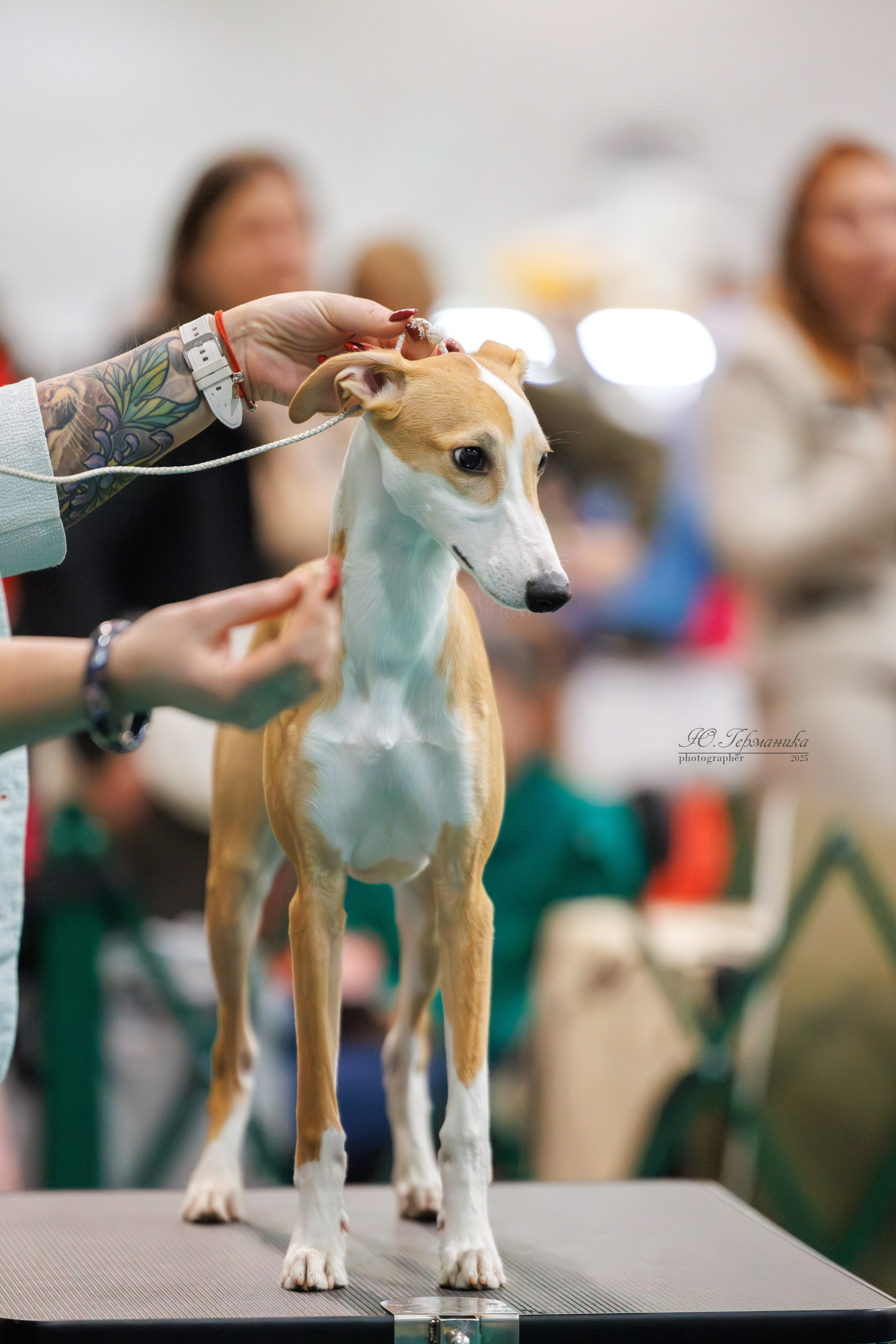 Гран-При 8.02.2025 и Крокус 09.02.2025. Фотограф-анималист Юлия Германика
