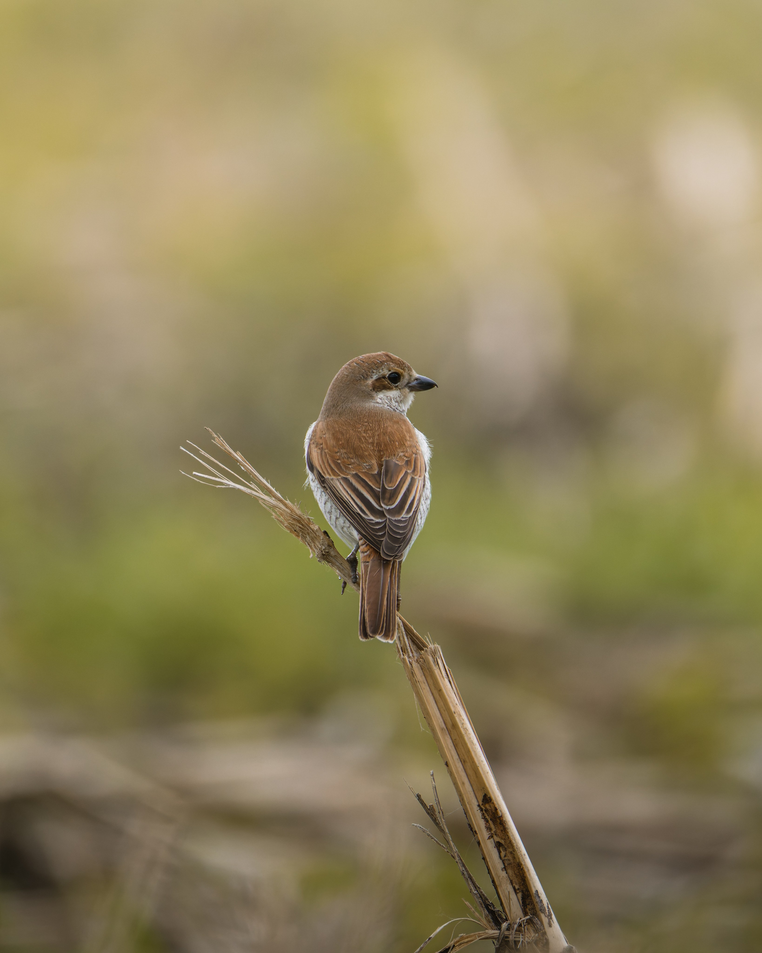 Voronezh 2026. Anton Chernov | Wildlife photographer