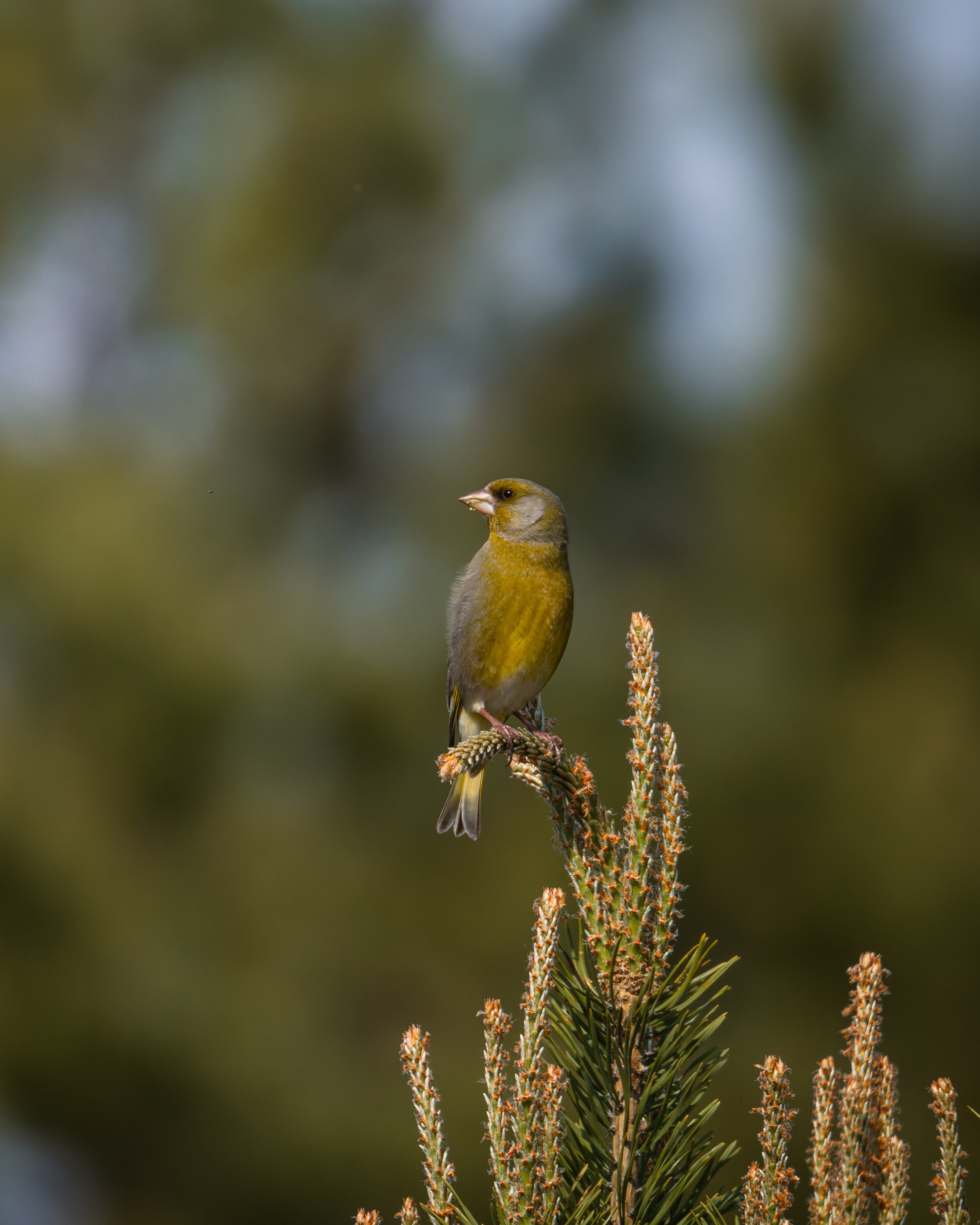 Voronezh 2026. Anton Chernov | Wildlife photographer