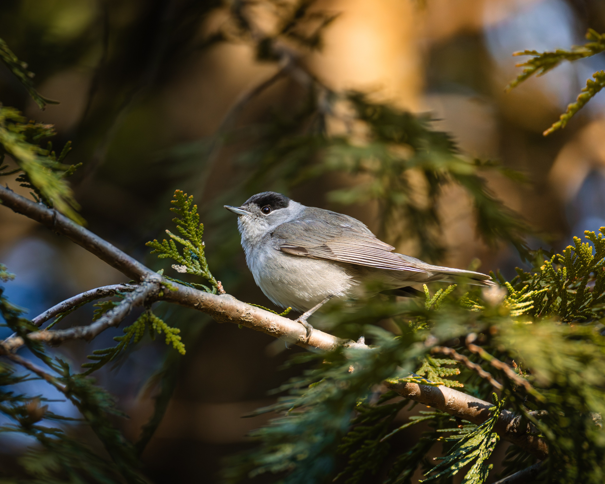 Voronezh 2026. Anton Chernov | Wildlife photographer