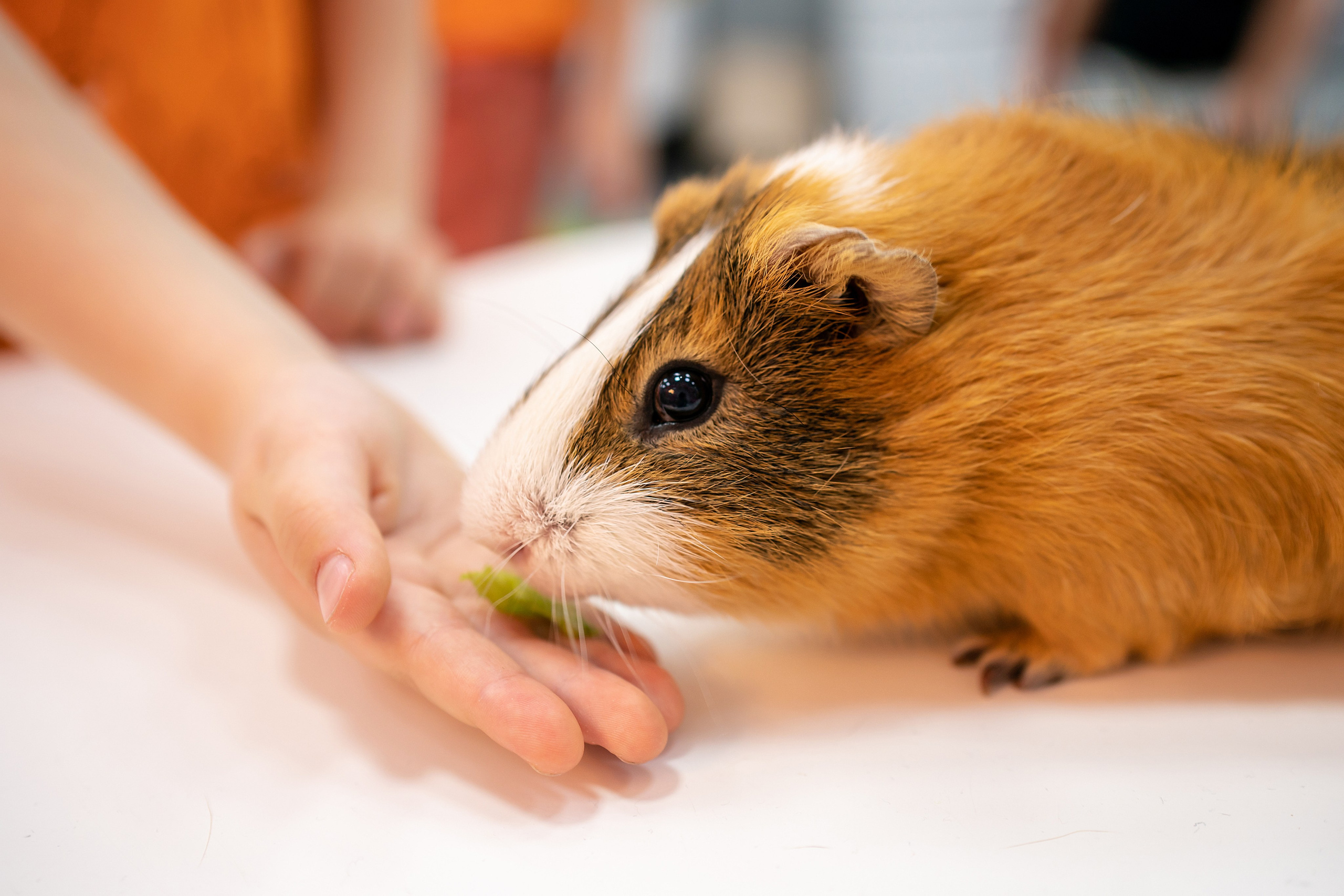 Годик Марии. Фотограф на Крещение и Венчание в Красноярске Рамазанова Юлия