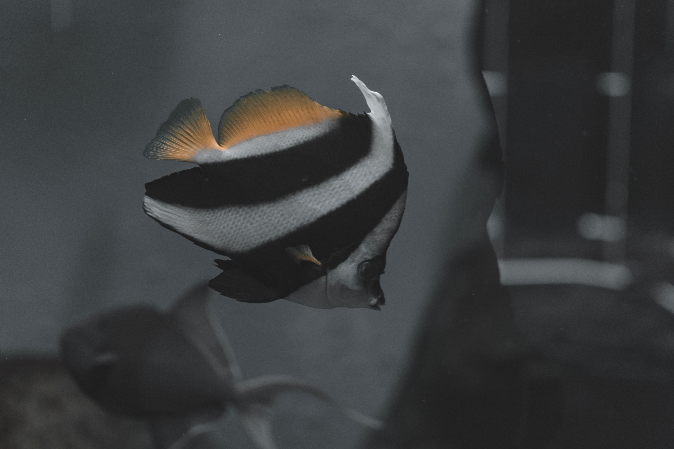 океанариум, andreyzaitsev.ru Кемерово фотограф