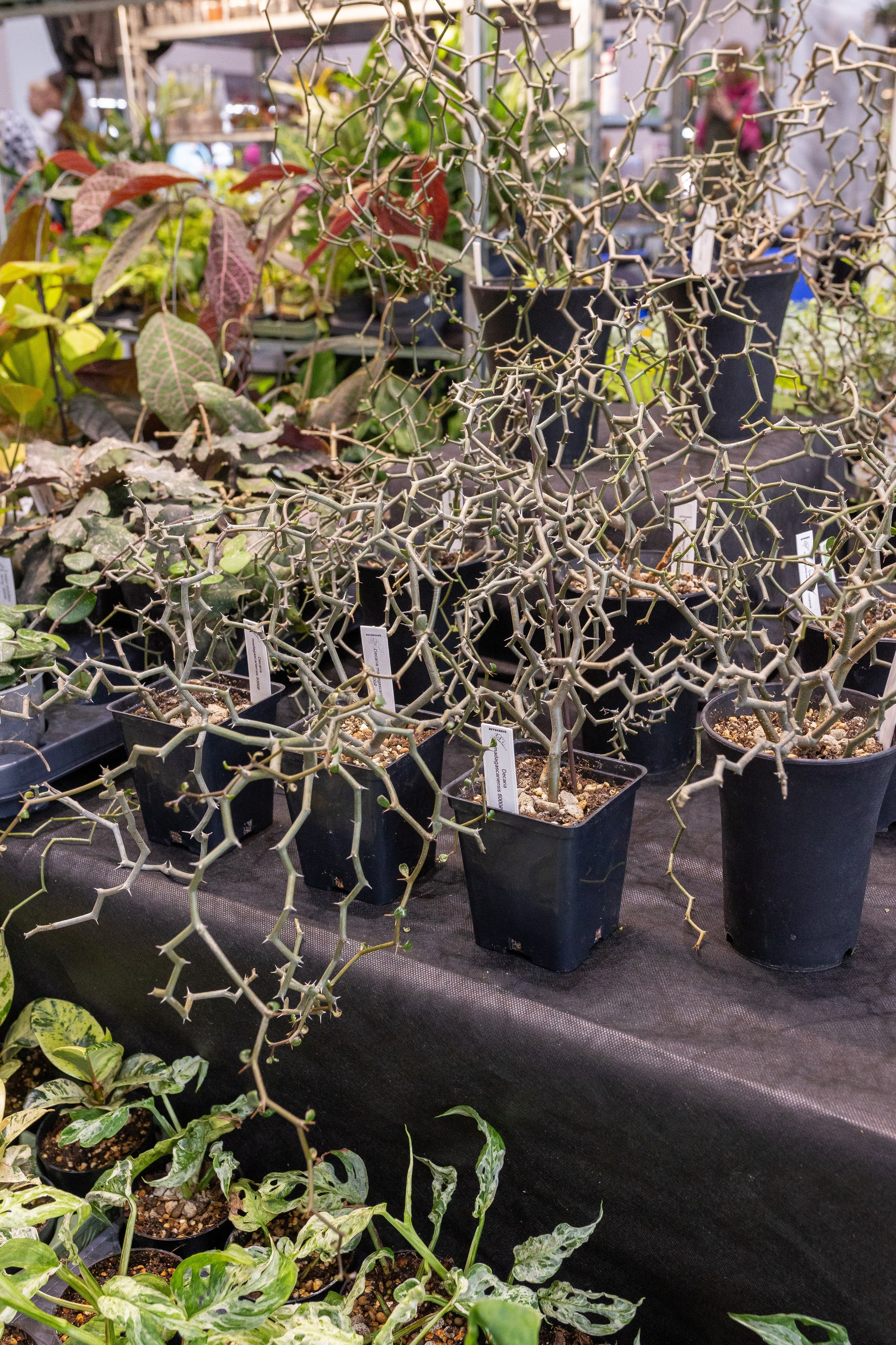 Орхидиум май 2025. Александра Куликова фотограф, Москва