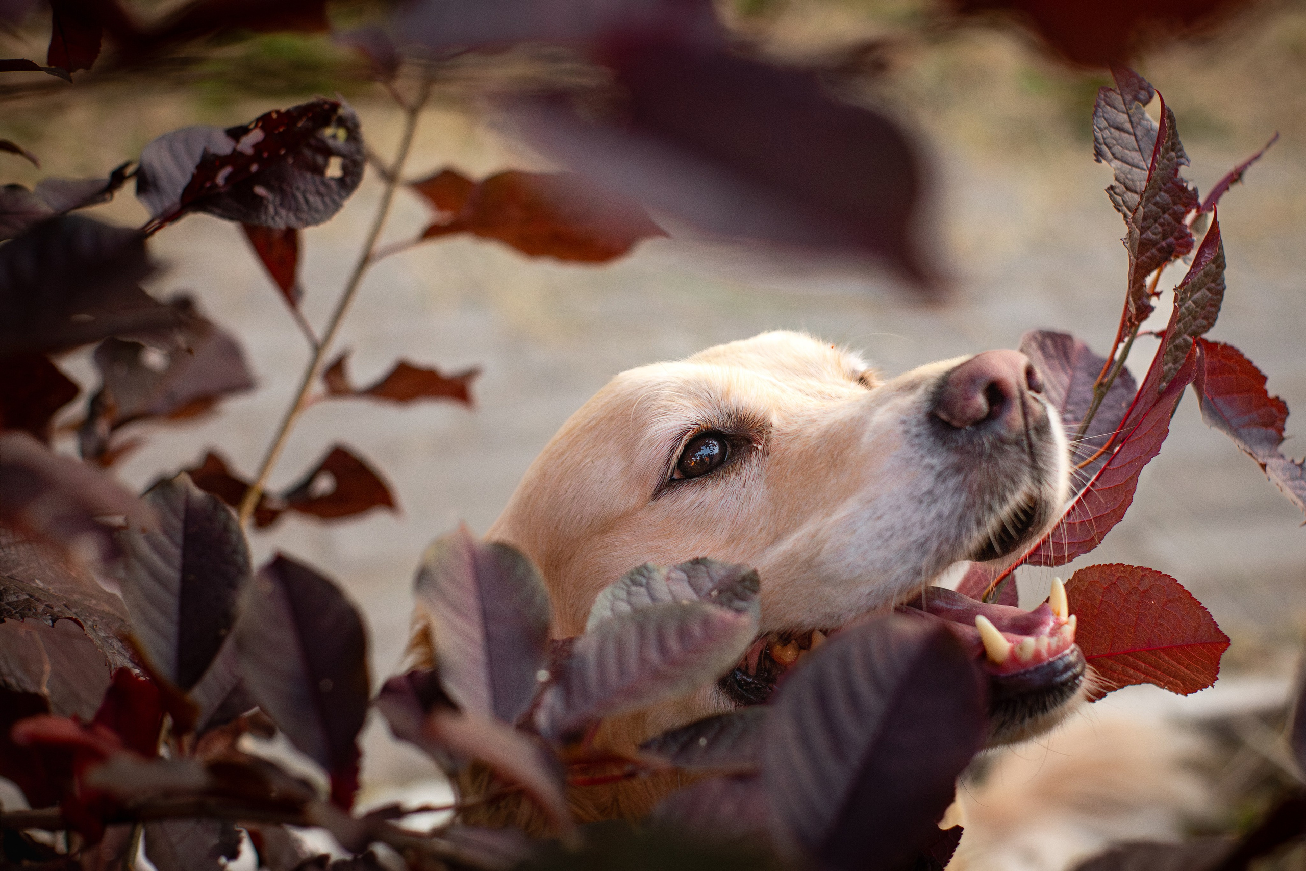 Юля и Мэй. Фотограф-анималист Мария Баркевич | Москва