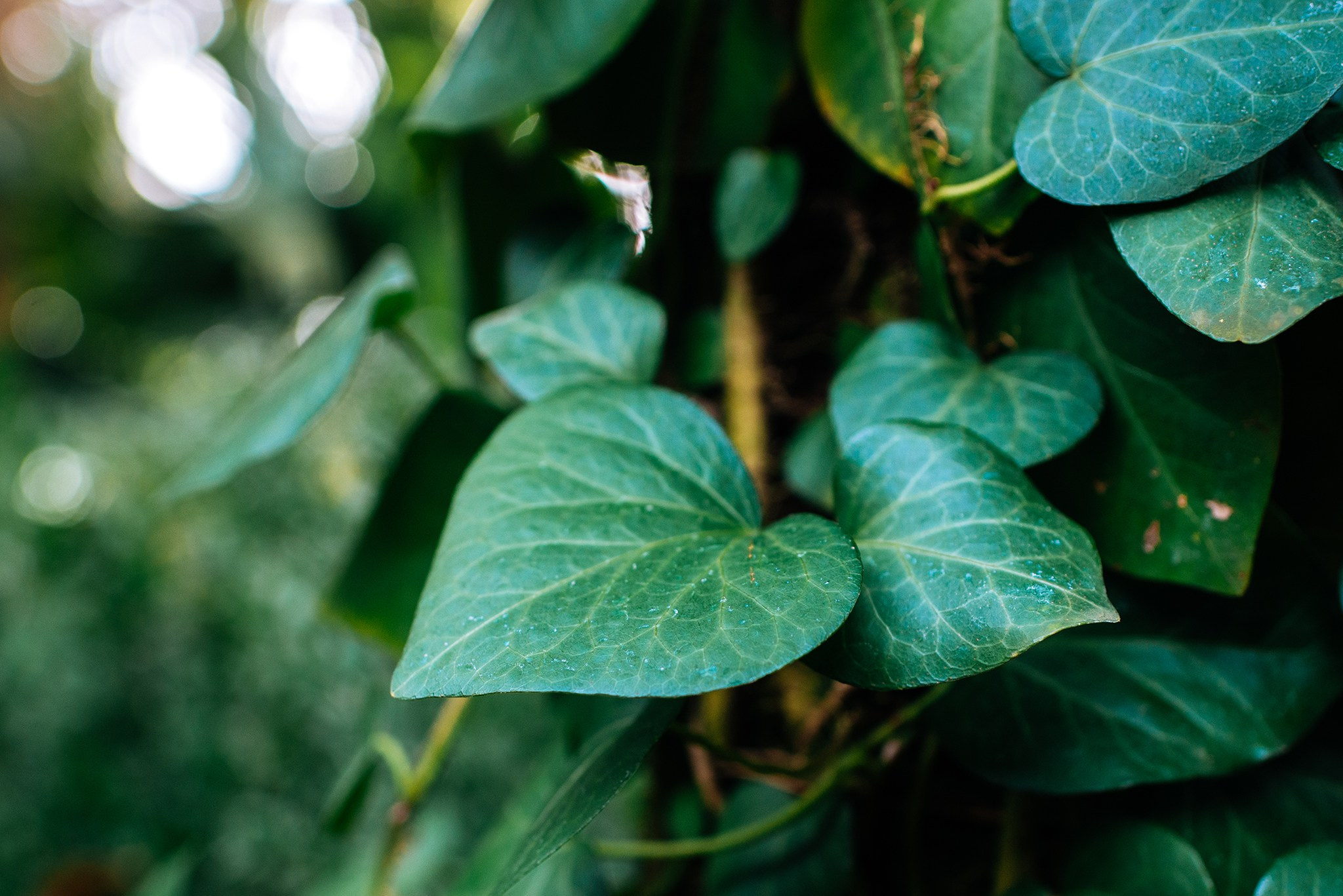 Ботанический сад. Субтропический маршрут. Март 26. Репортажный фотограф в Санкт-Петербурге Анастасия Клёпова