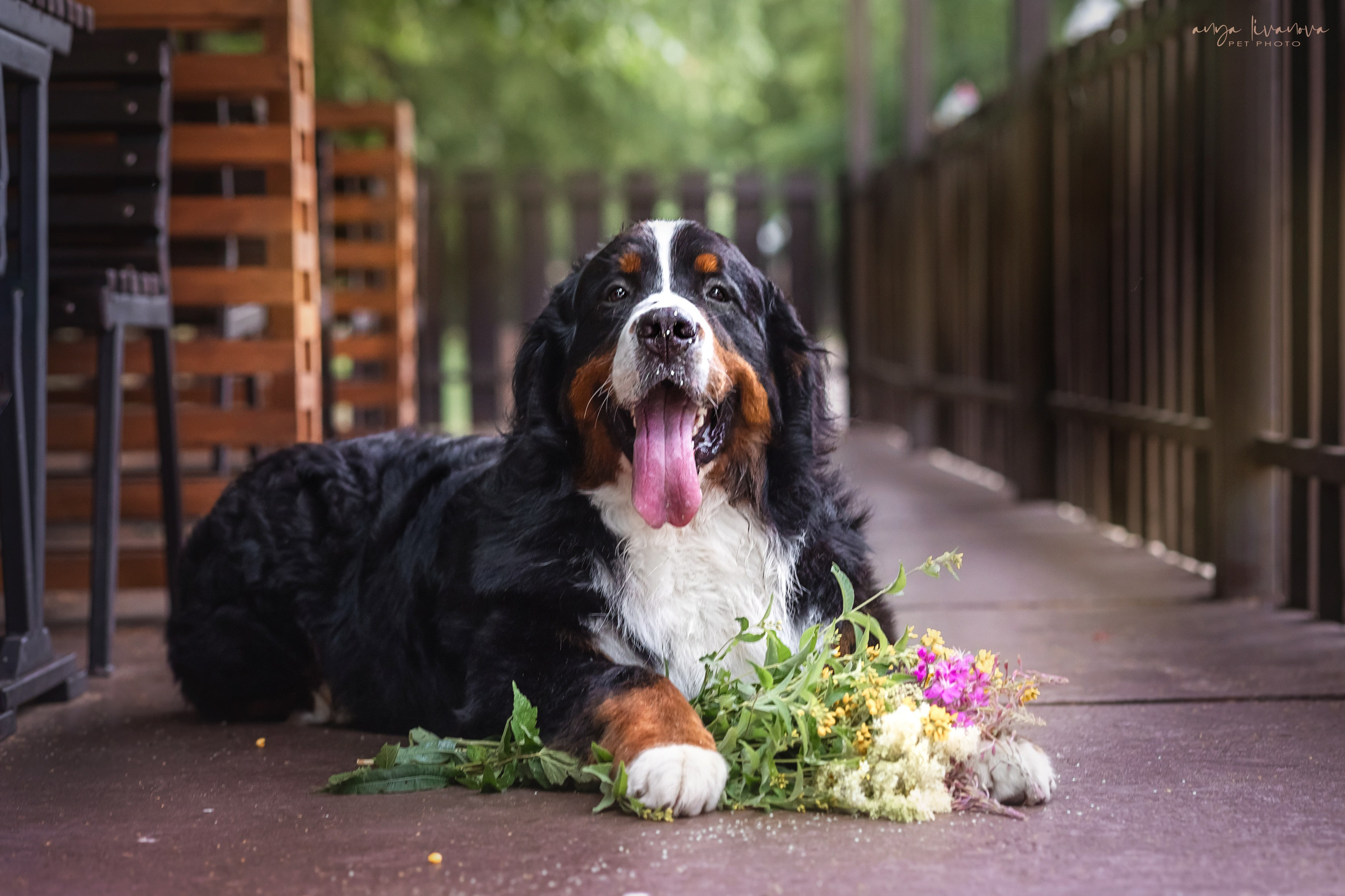 Маша и Буч. Фотограф анималист Аня Ливанова | Рыбинск