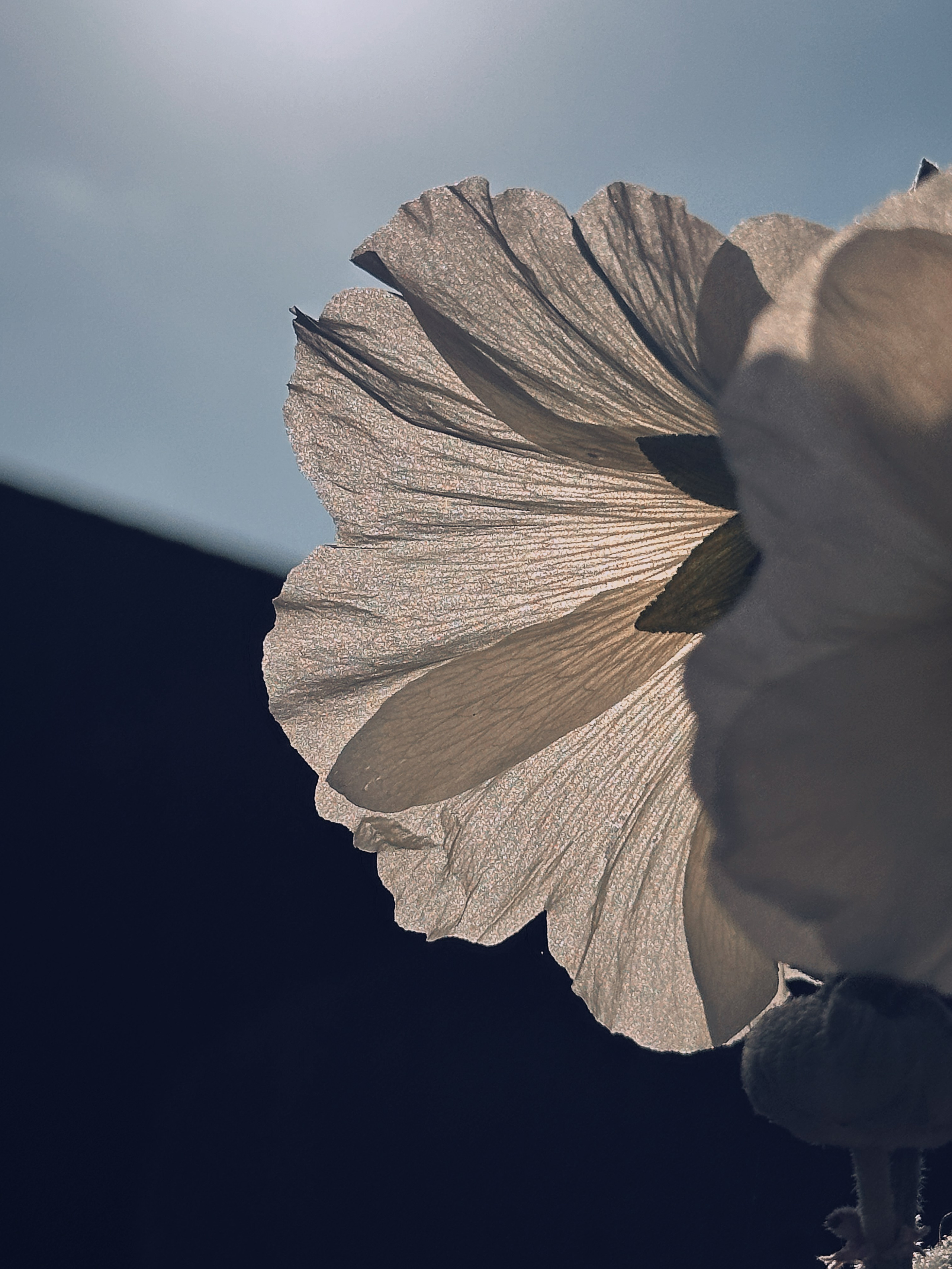 Макро любовь. Смотри, красота!