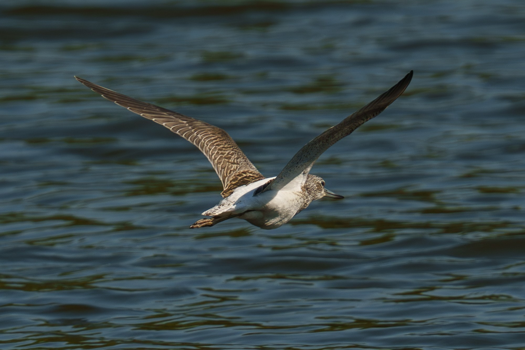 Удивительные мир птиц. Вокруг нас столько прекрасного — присмотритесь!. Ваш личный фотограф Марина Волкова