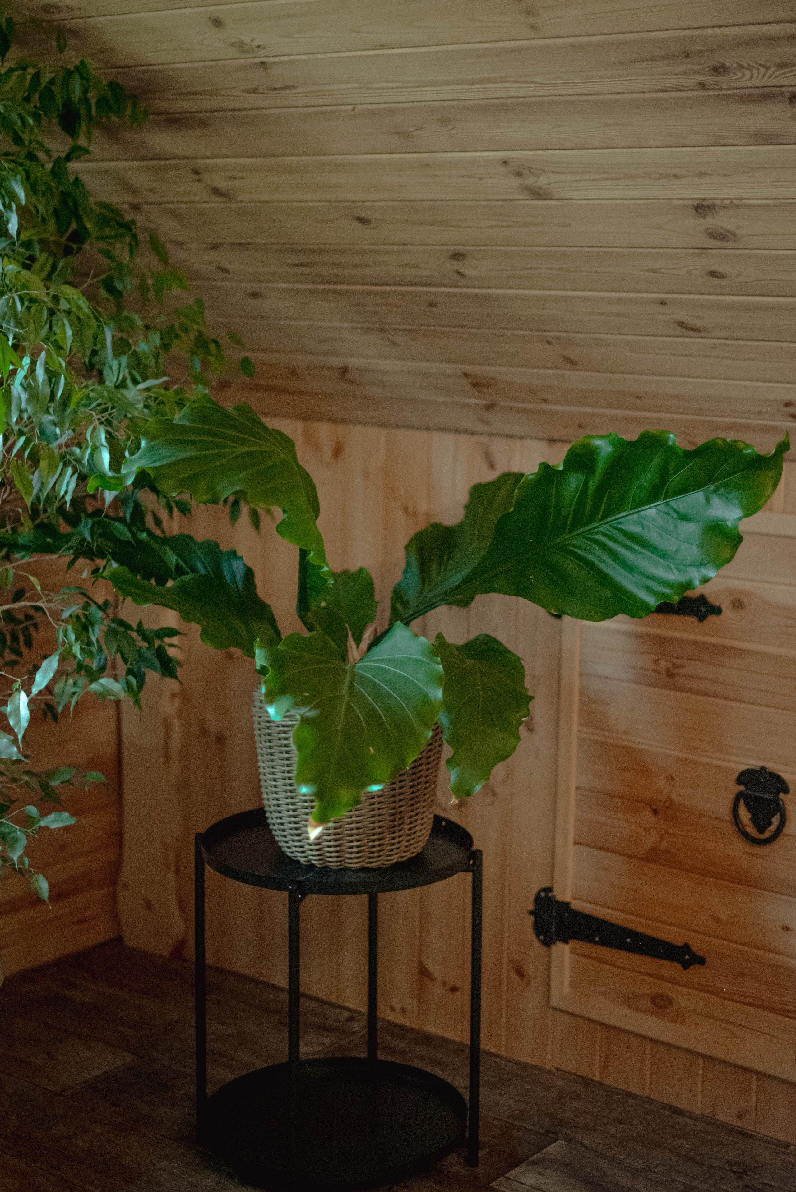 Лесное царство Оксаны. Свадебный и семейный фотограф в Новосибирске, Санкт-Петербурге, Москве