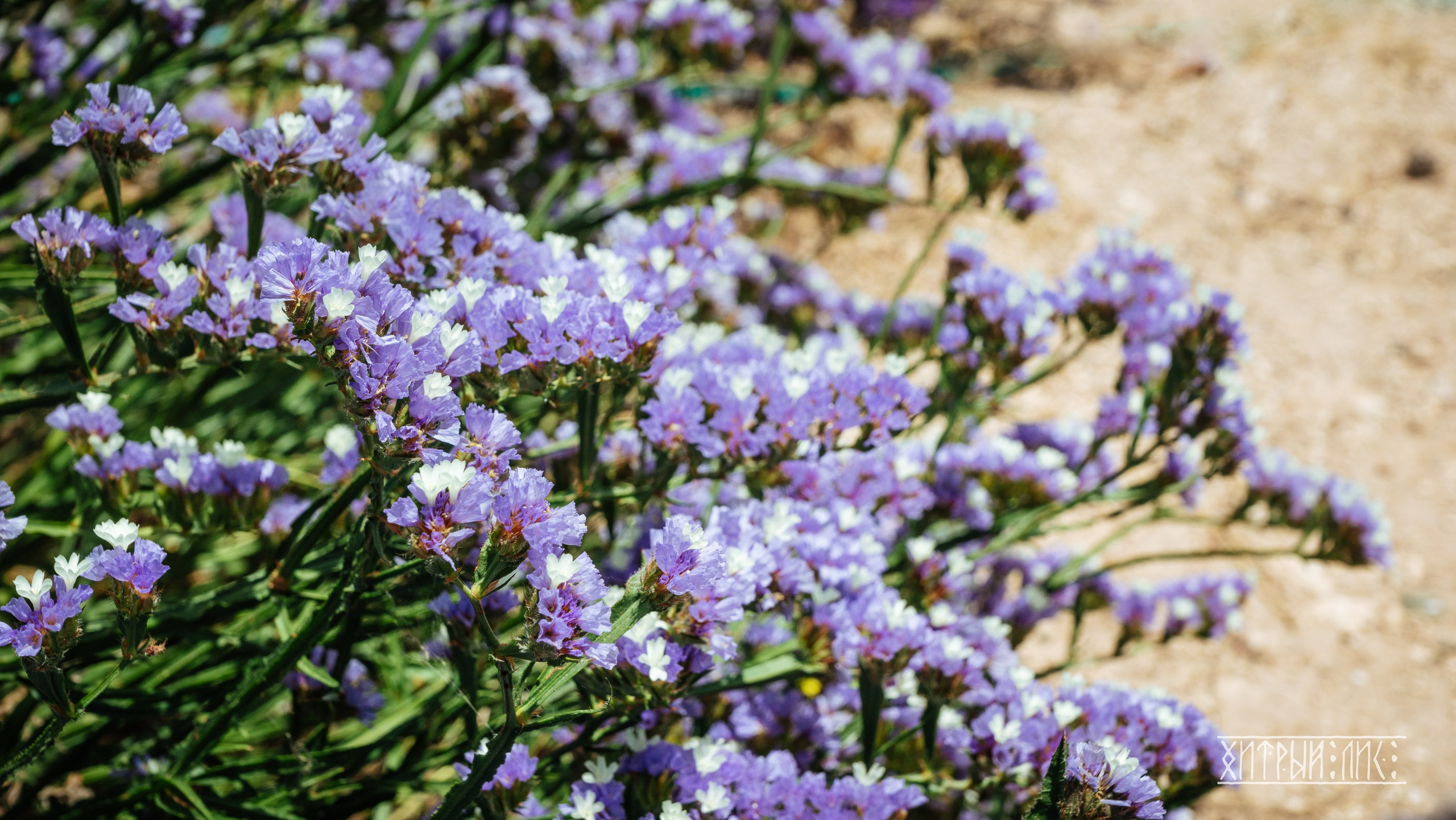 Кипр. Фотограф-путешественник Самойлов Максим «Sly Fox»