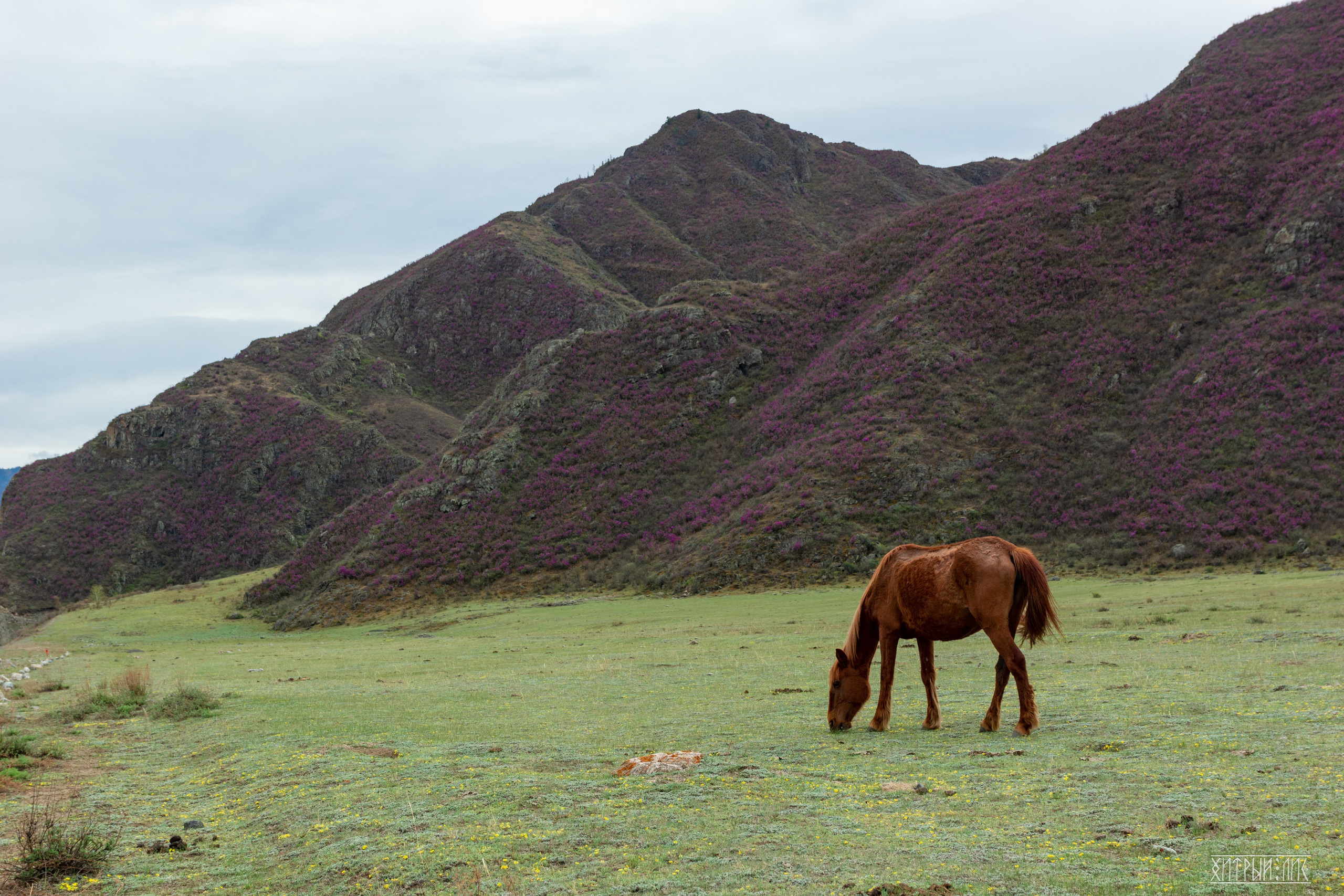Алтай. Фотограф-путешественник Самойлов Максим «Sly Fox»