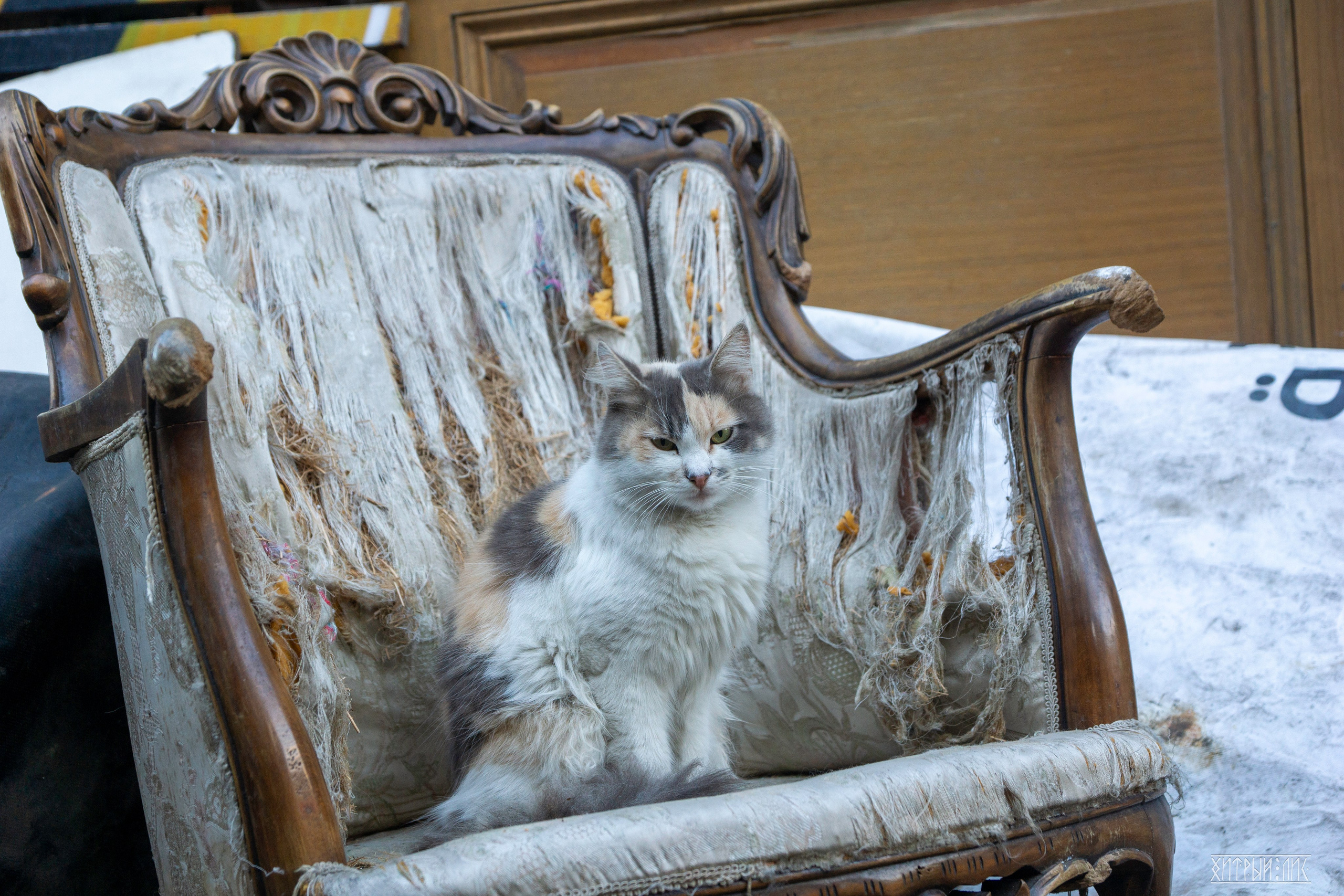 Стамбульские кошки. Фотограф-путешественник Самойлов Максим «Sly Fox»