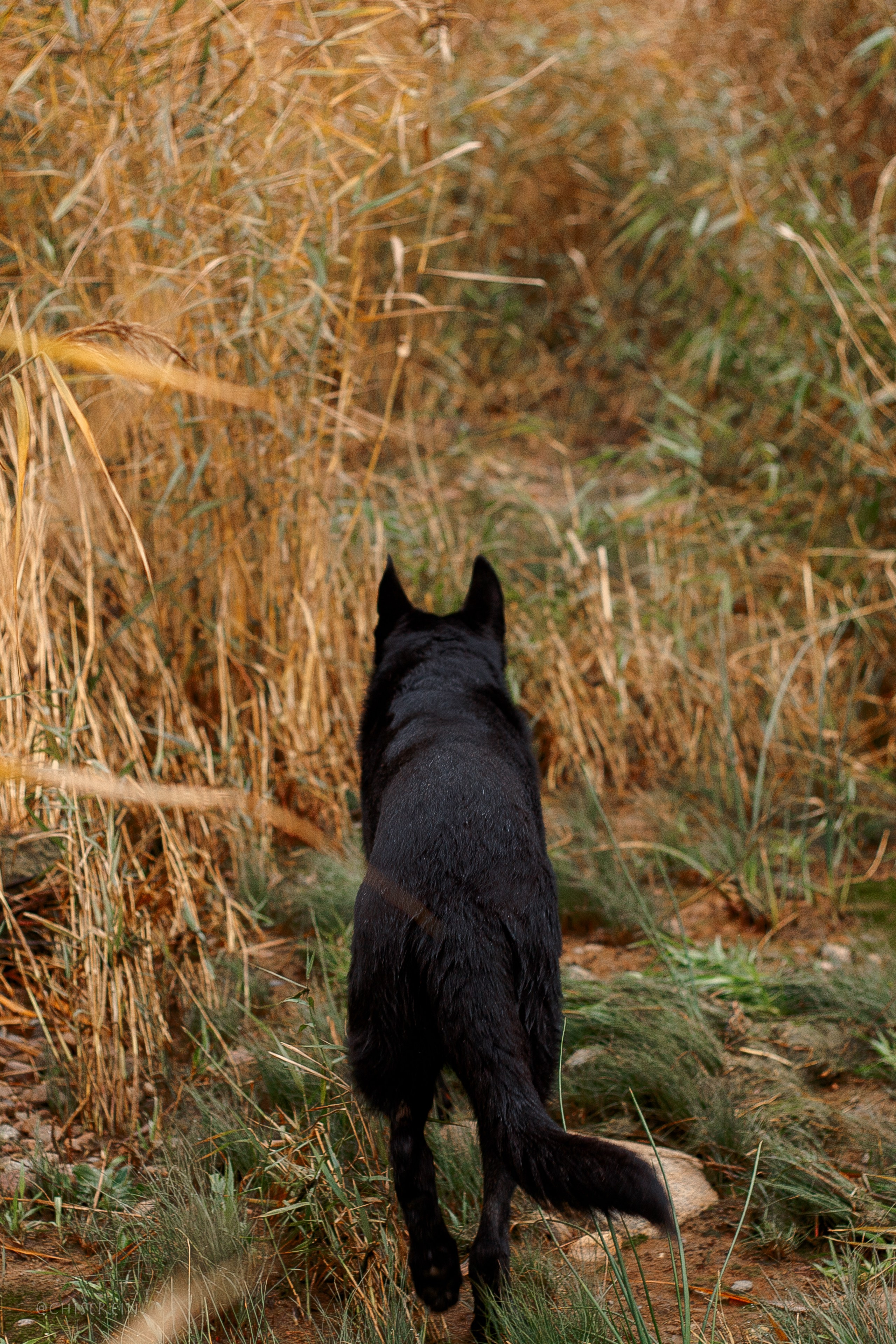 Дальний пирс. Фотограф-анималист Наталия Чистюхина в г. Сосновый Бор и ЛО