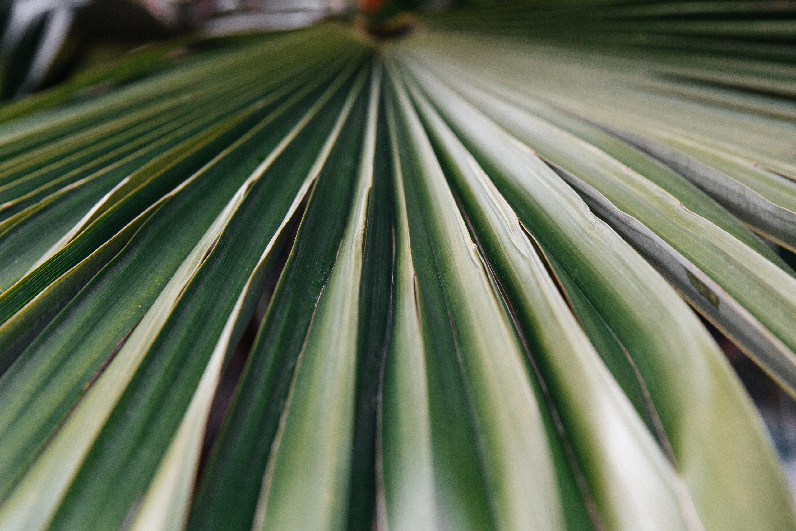 MARINA & DMITRY. Свадебный фотограф | Екатеринбург | Сочи | Артем Шестаков