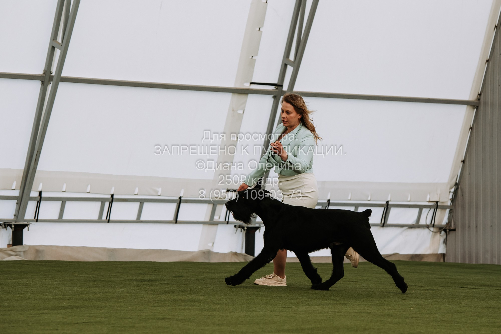 Выставка собак Красноярск 2.06. Фотограф Диана Оленина Красноярск / Братск