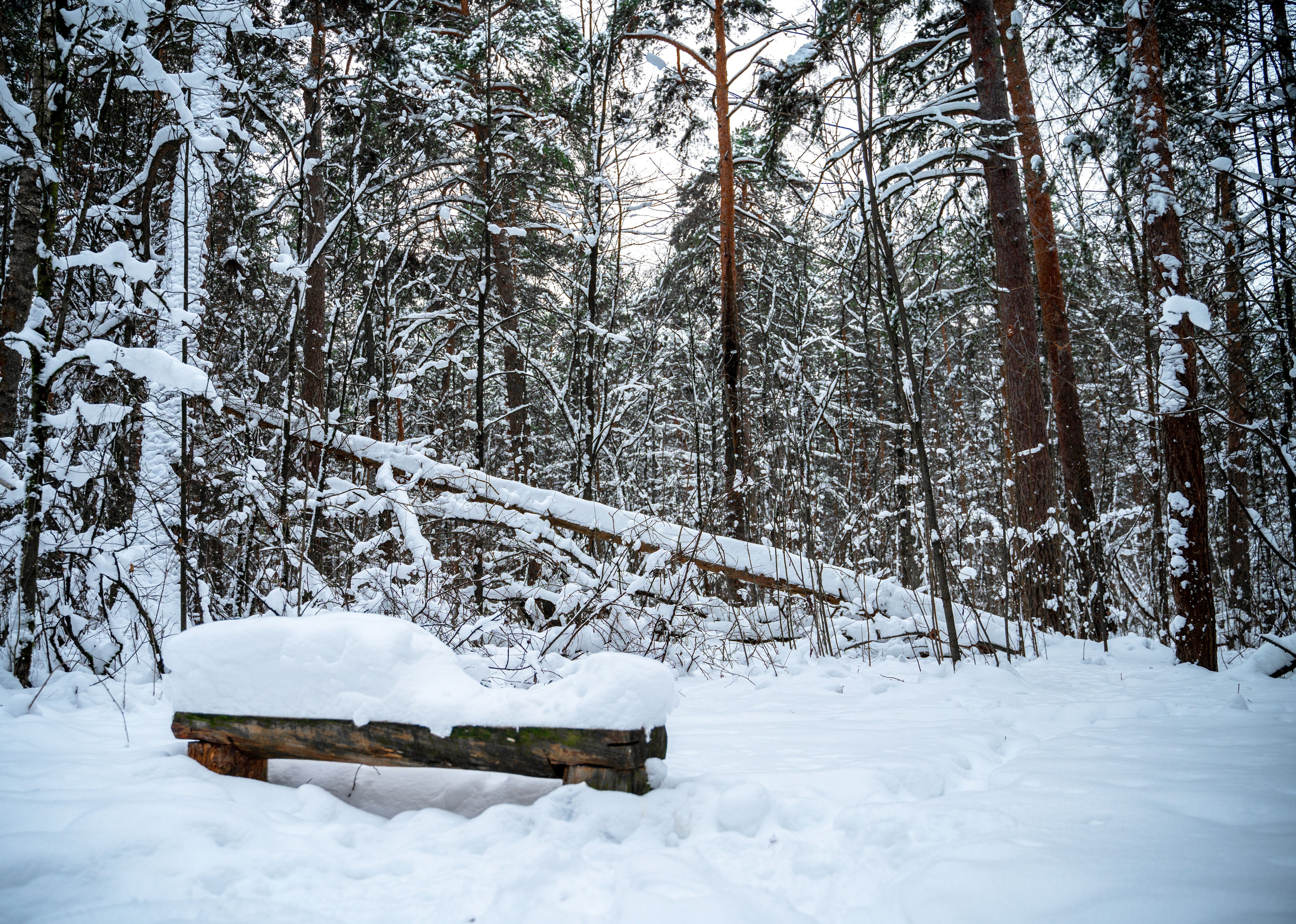Прогулка с собакой. Зима, лес, Москва. Vadim Nevenglovskii Фотограф в разных жанрах