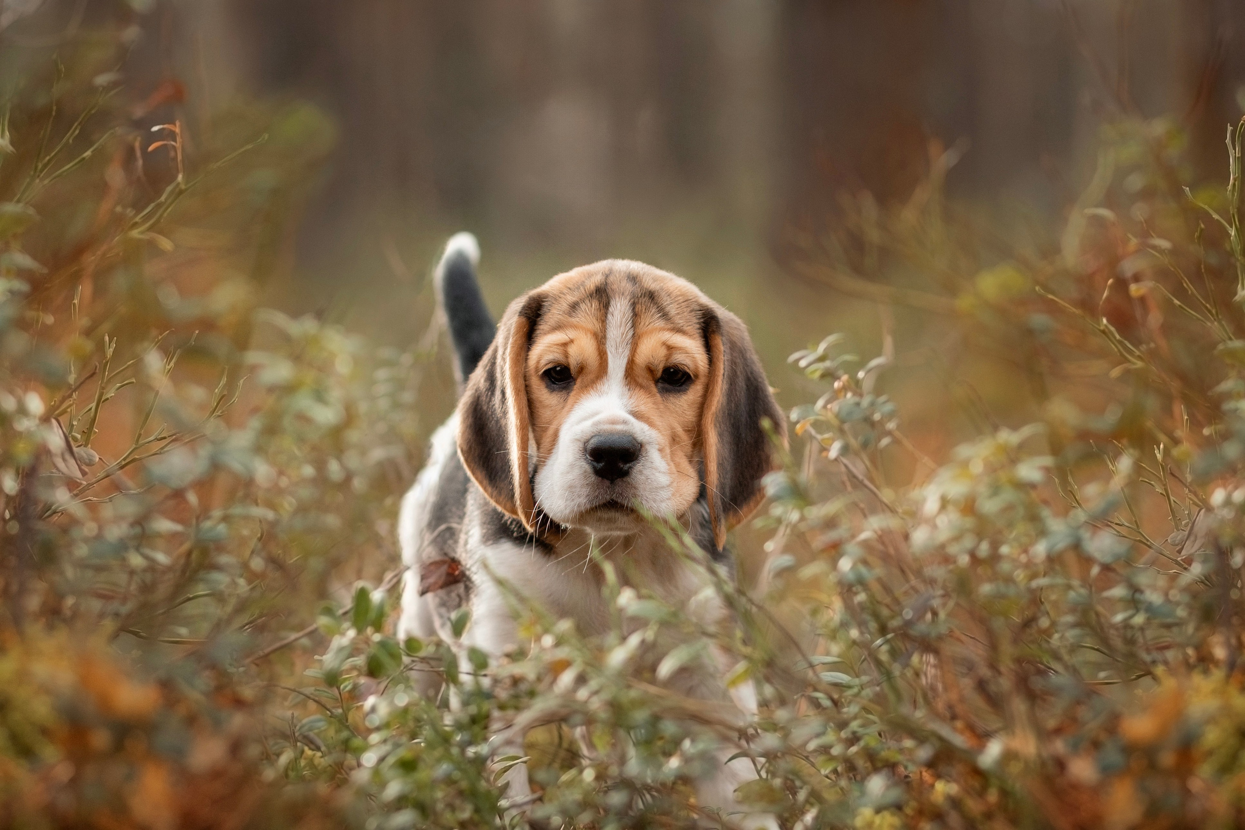 Фотосъёмка собак. Семейный и анималист фотограф в Переславле Анастасия Гусева
