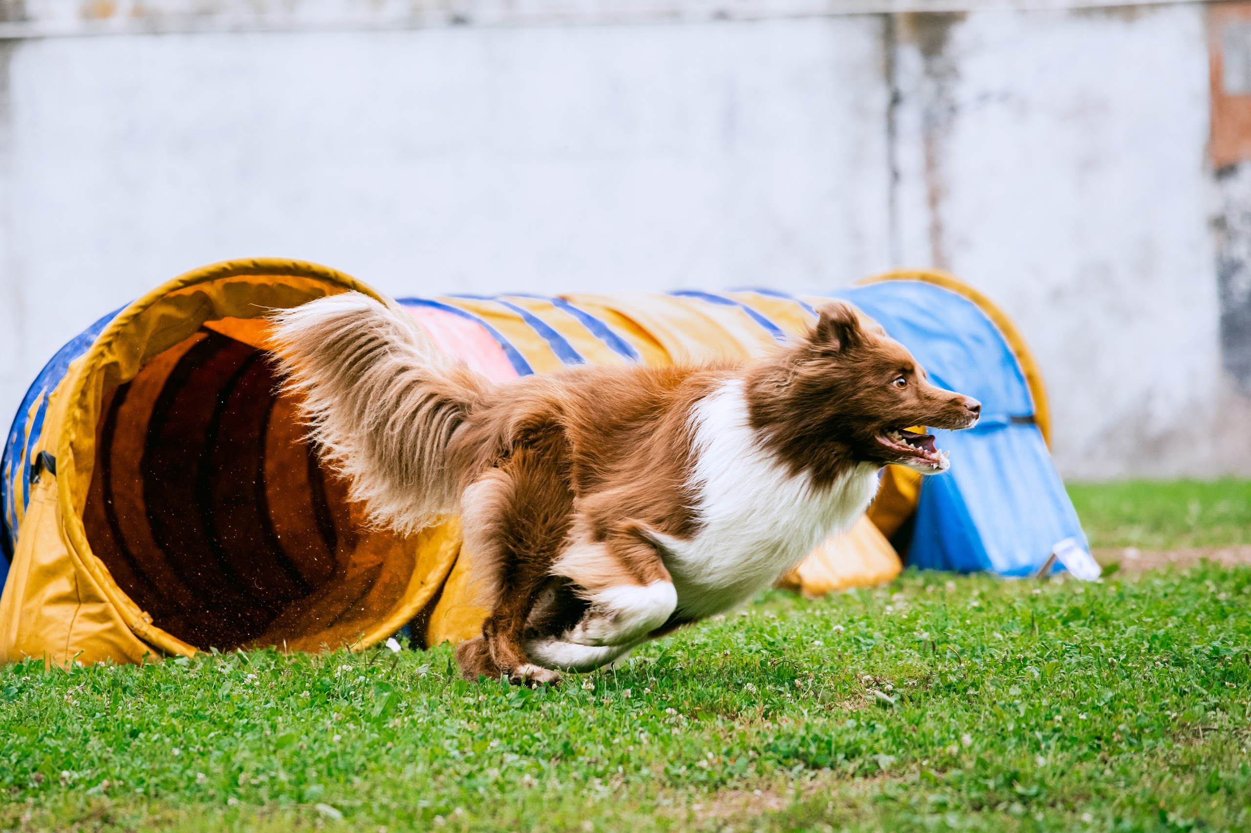 Соревнования по аджилити Долгопрудный 30.06.2025. Фотограф-анималист Татьяна Степанова