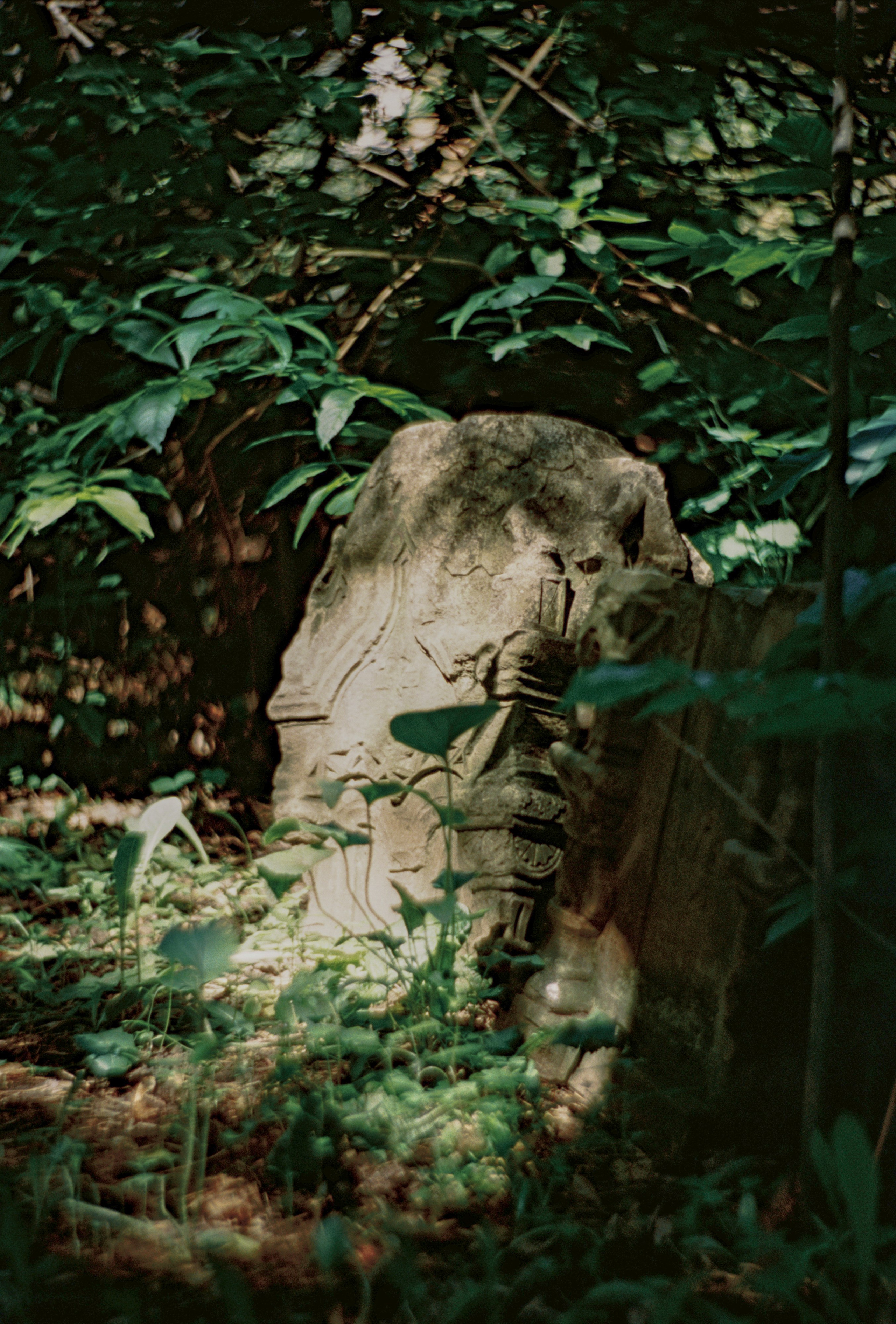 Пленочная история. Дмитрий Пропадалин, Нейрофотография