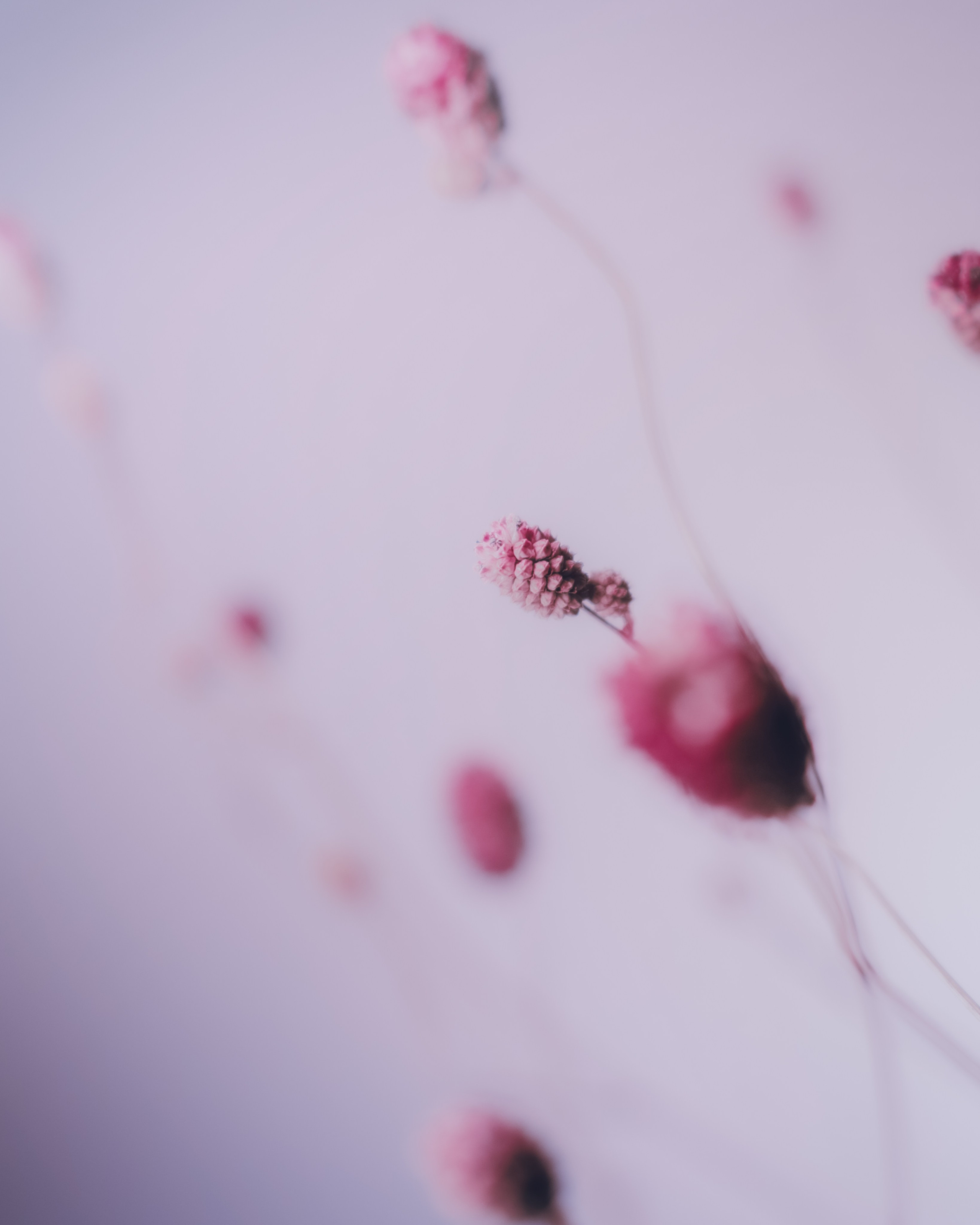 Фотографии цветов и растений. Zamira Sozieva ~ Портретный фотограф ~ Москва