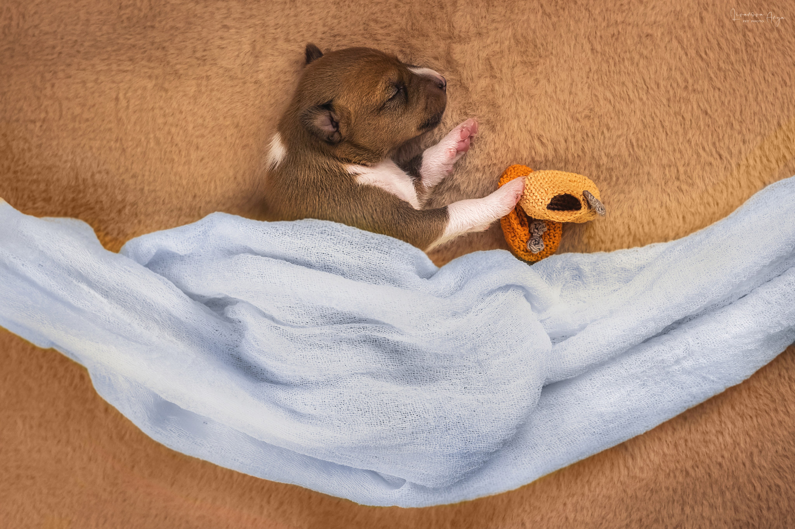 Басеньки. Фотограф анималист Аня Ливанова | Рыбинск