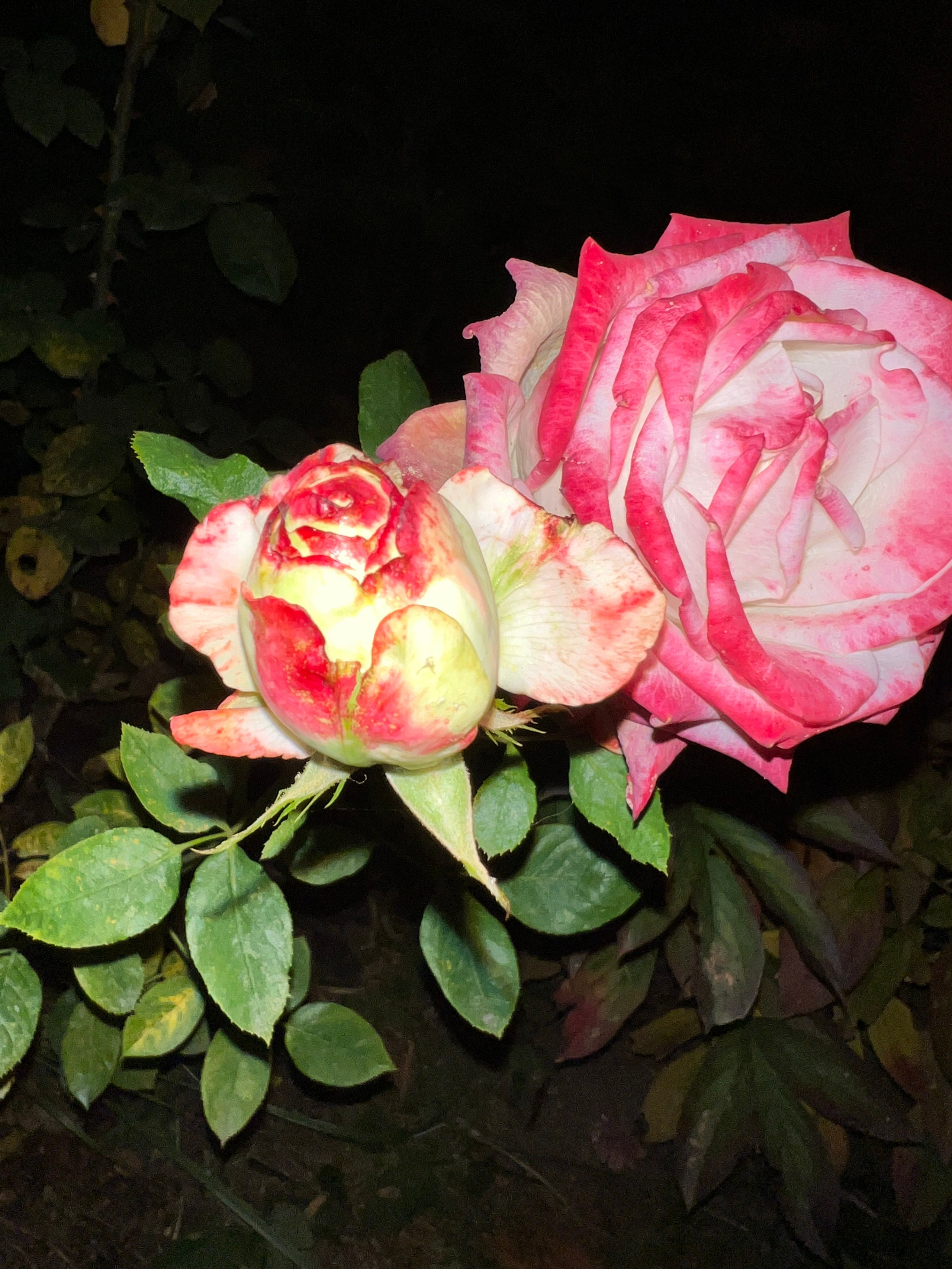 Цветы ночи. Анна Хвалина