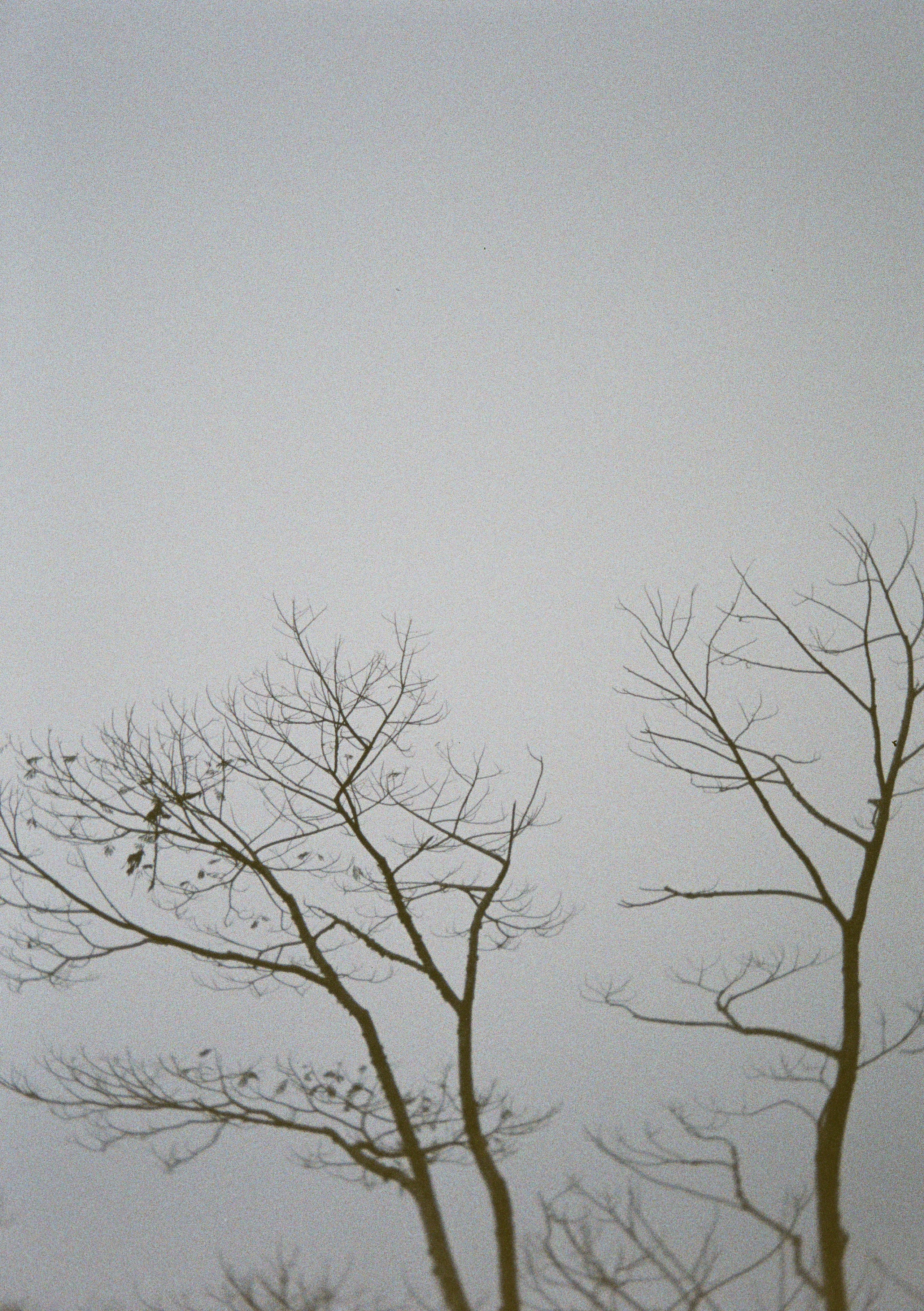 Виолетта Скрипка