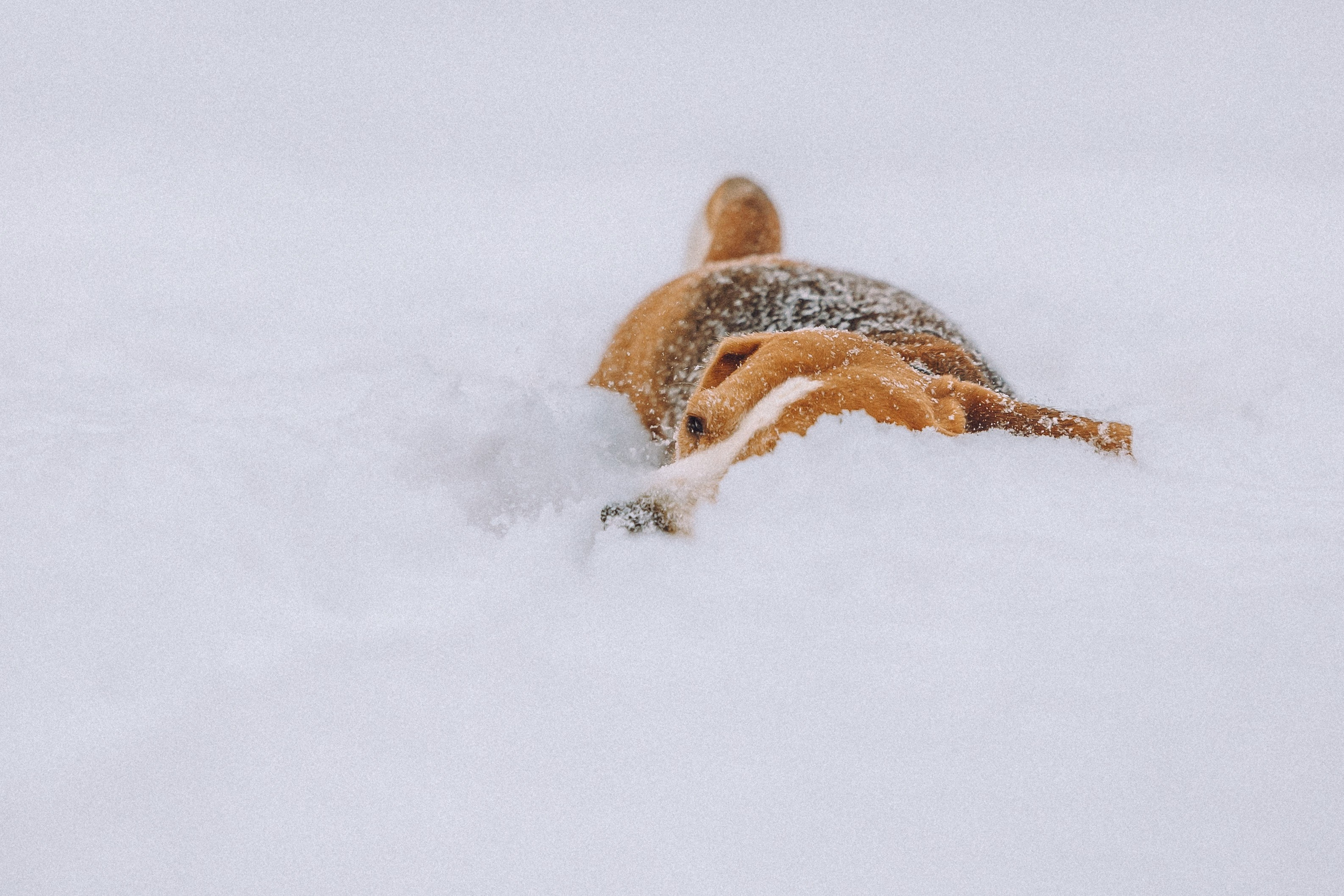 Роман, Портер и Коррес