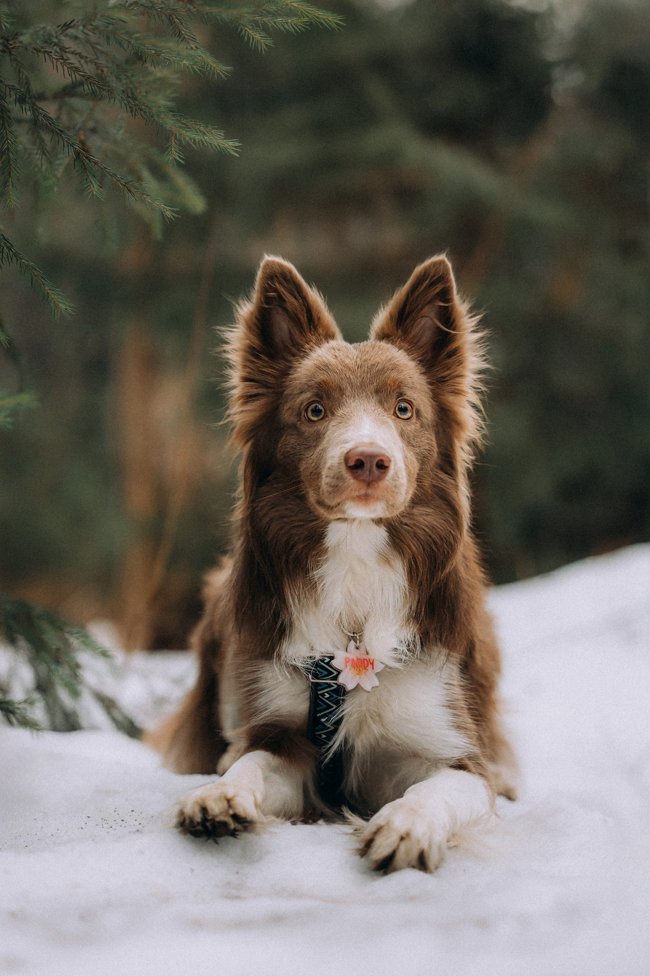 Полина, Милли и Паддингтон