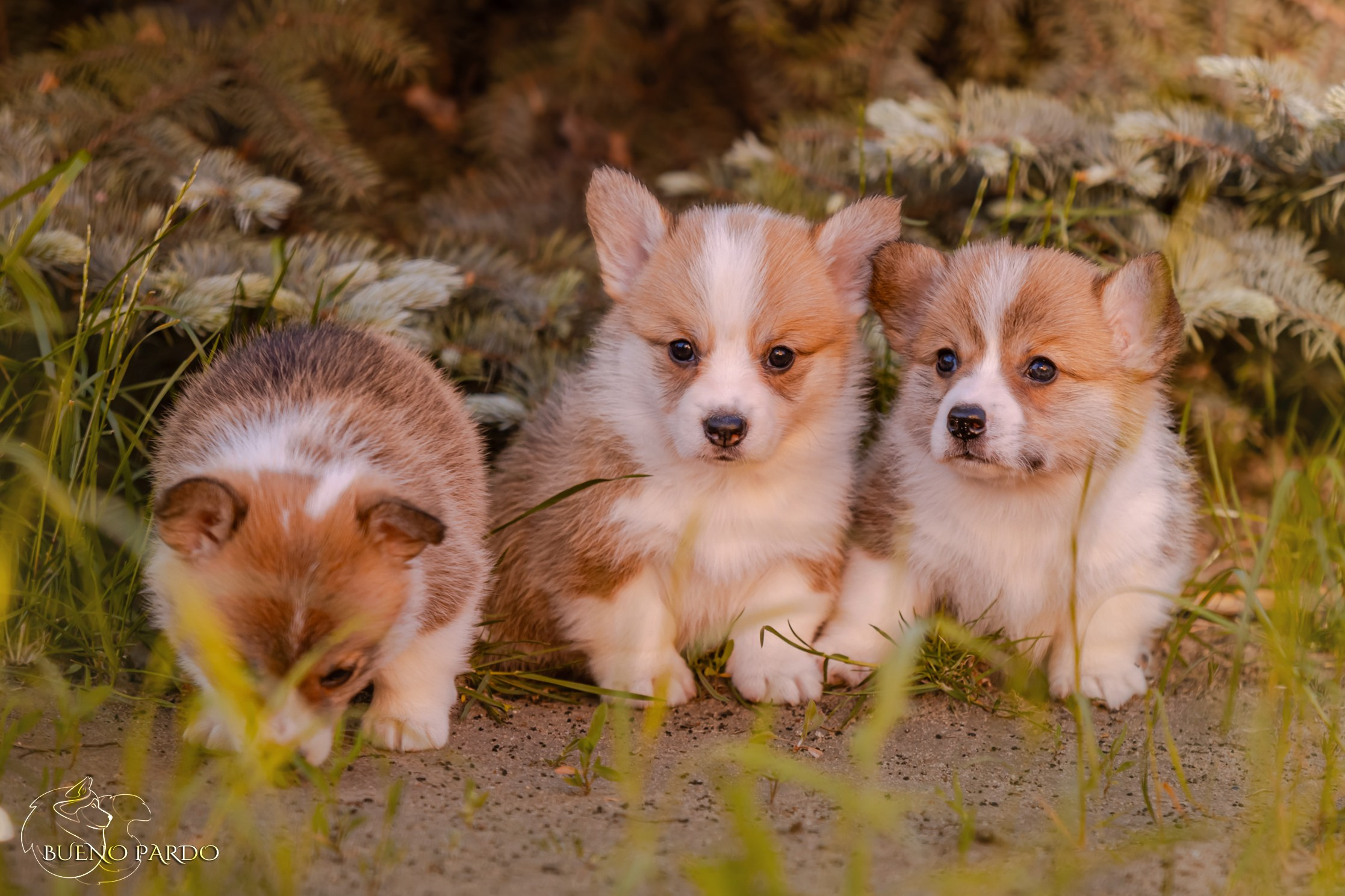 Щенки вельш корги пемброк из питомника. Питомник собак Акита, Хаски, Корги