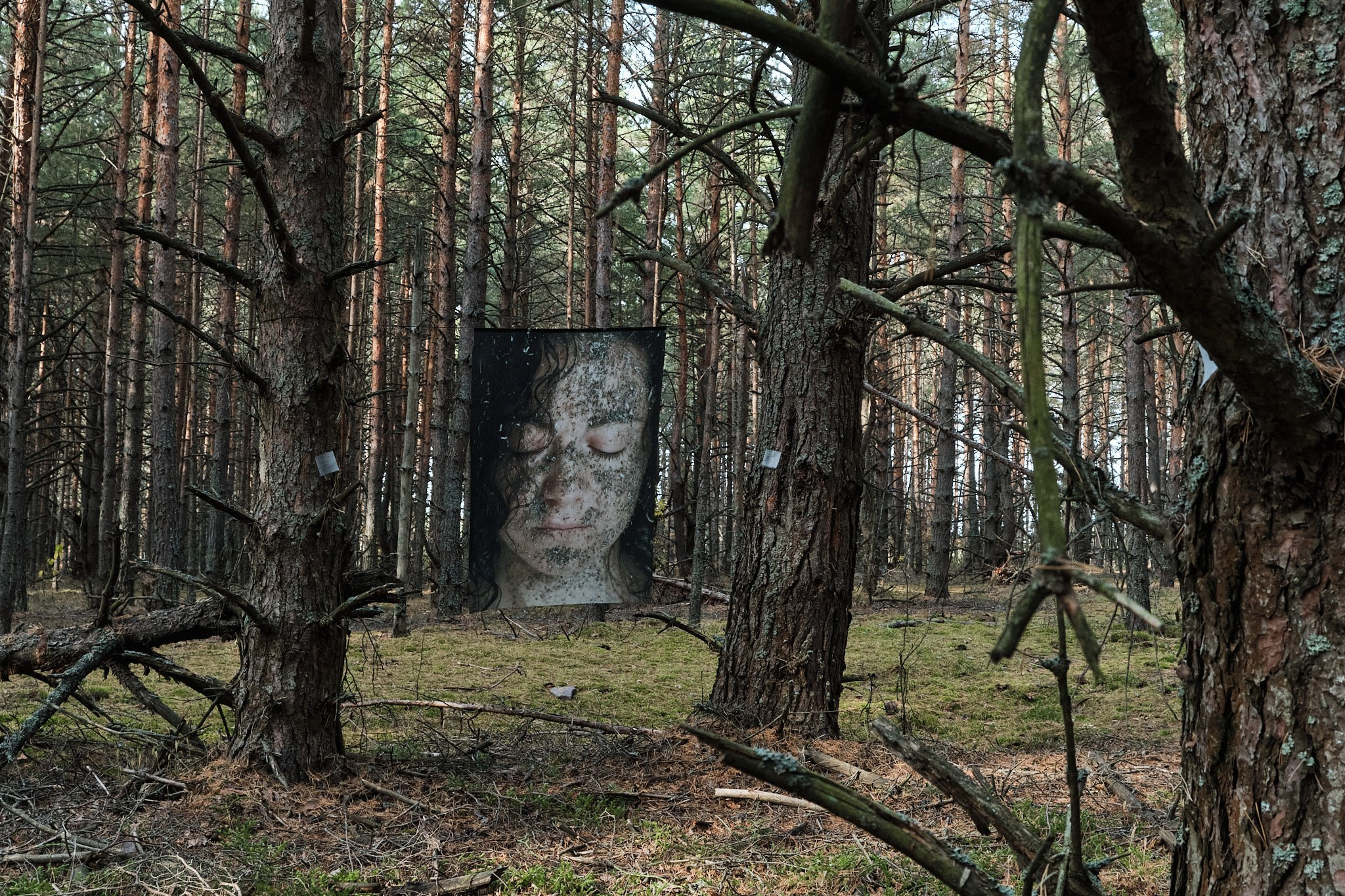 Я приношу к себе лес я себя приношу в лес. Алиса Косарева