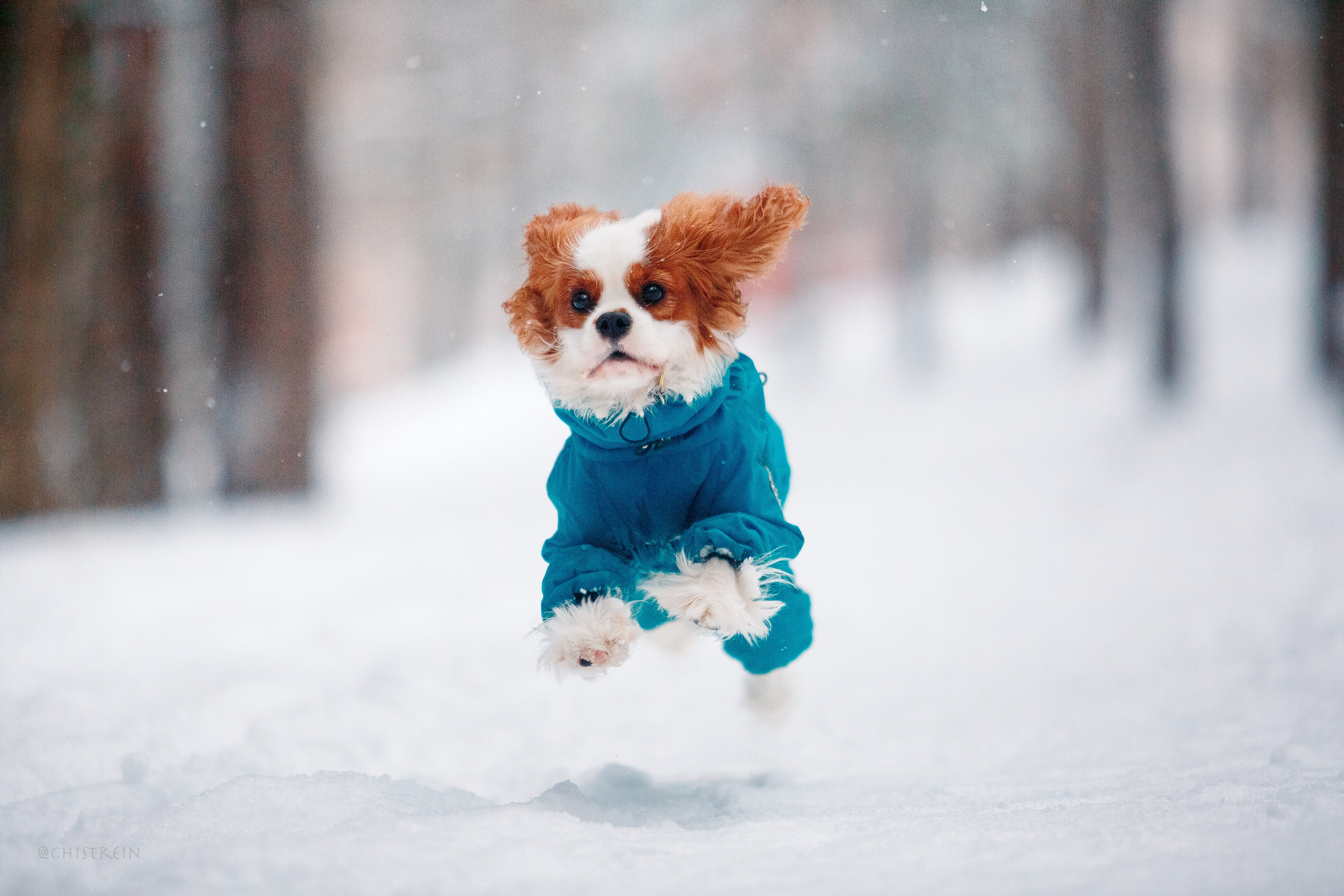 Внезапно апрельская зима. Фотограф-анималист Наталия Чистюхина в г. Сосновый Бор и ЛО