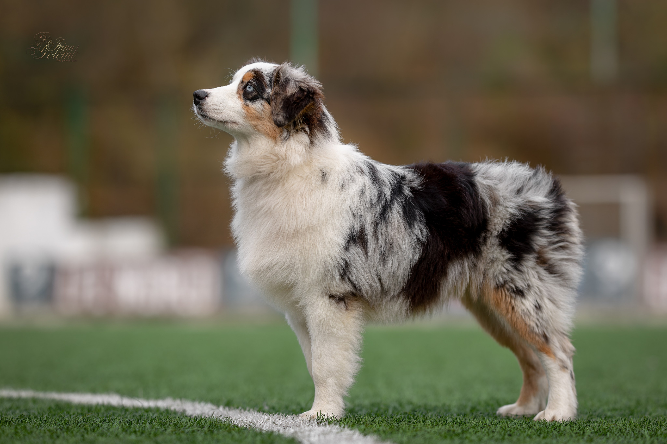 Выставка 17.12.23. Ирина Голомб|Фотограф-анималист в  Сочи и Калининграде