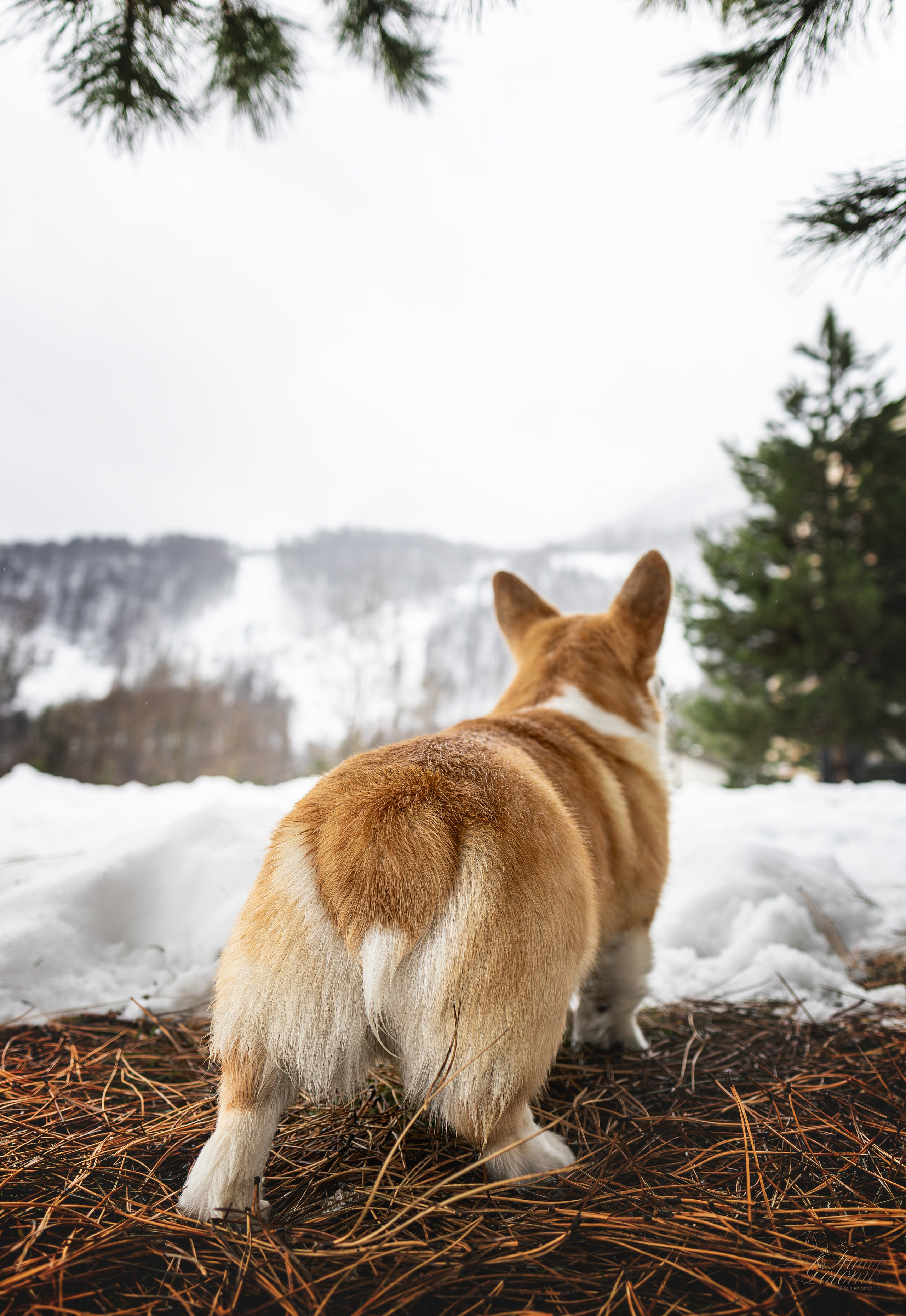 Гай, Корги-Пемброк. Ирина Голомб|Фотограф-анималист в  Сочи и Калининграде
