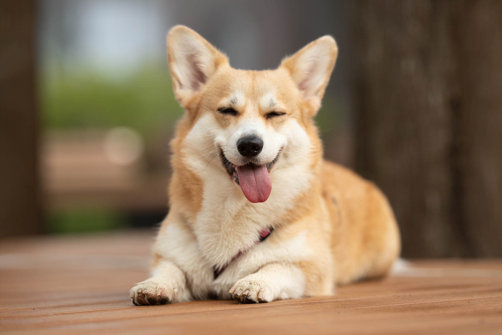 Лиса и Деви, корги. Ирина Голомб|Фотограф-анималист в  Сочи и Калининграде