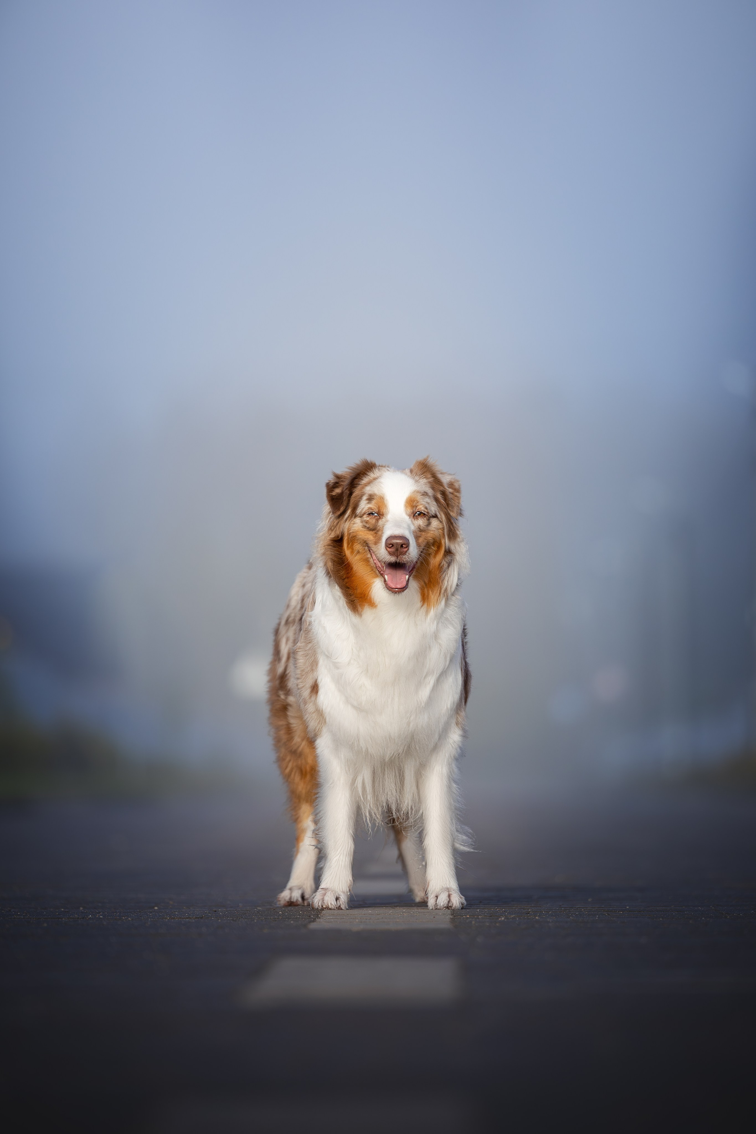 Полли, Австралийская Овчарка. Ирина Голомб|Фотограф-анималист в  Сочи и Калининграде