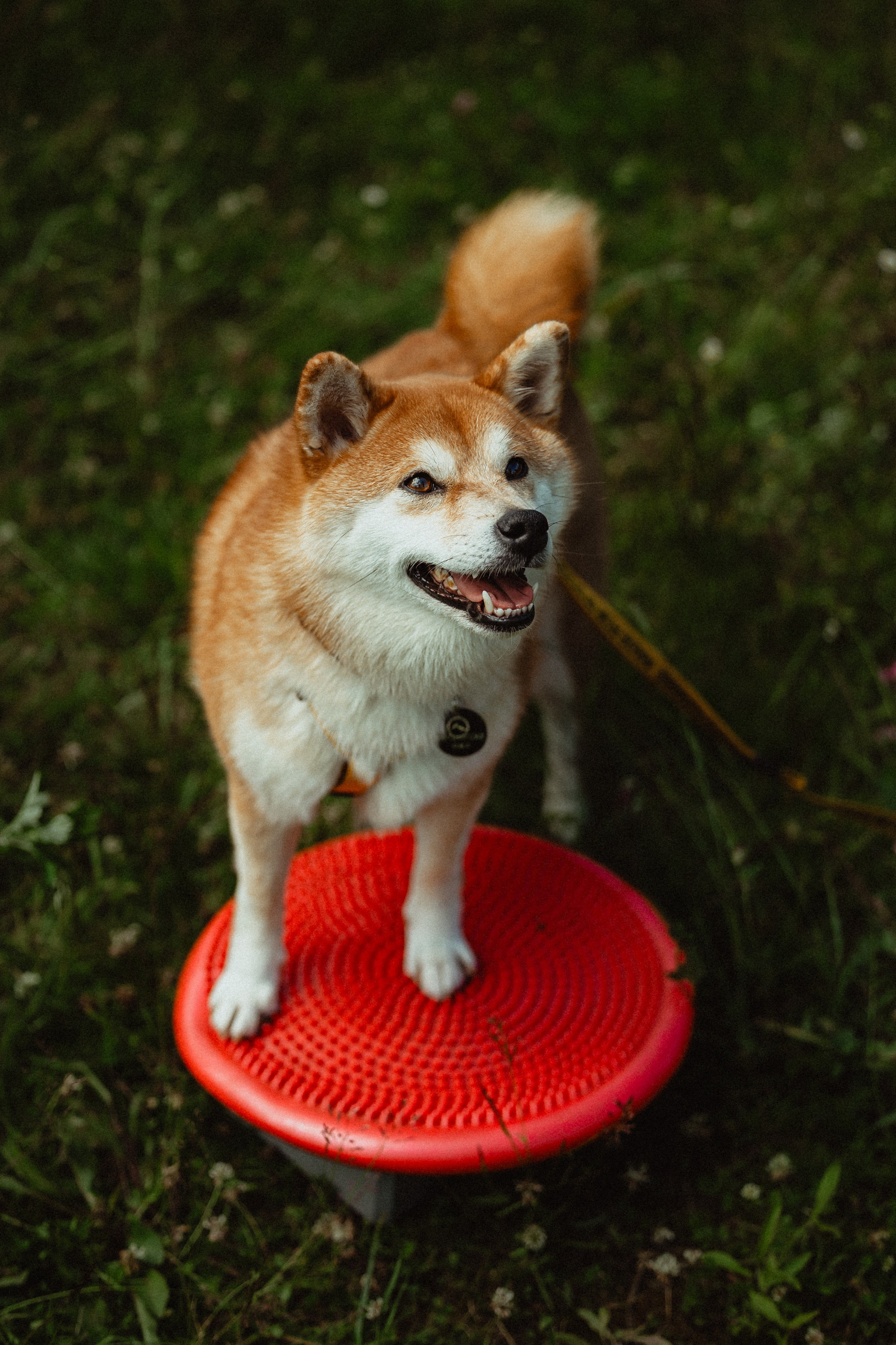Выездной дог-тренинг от школы «Шерсть имею»