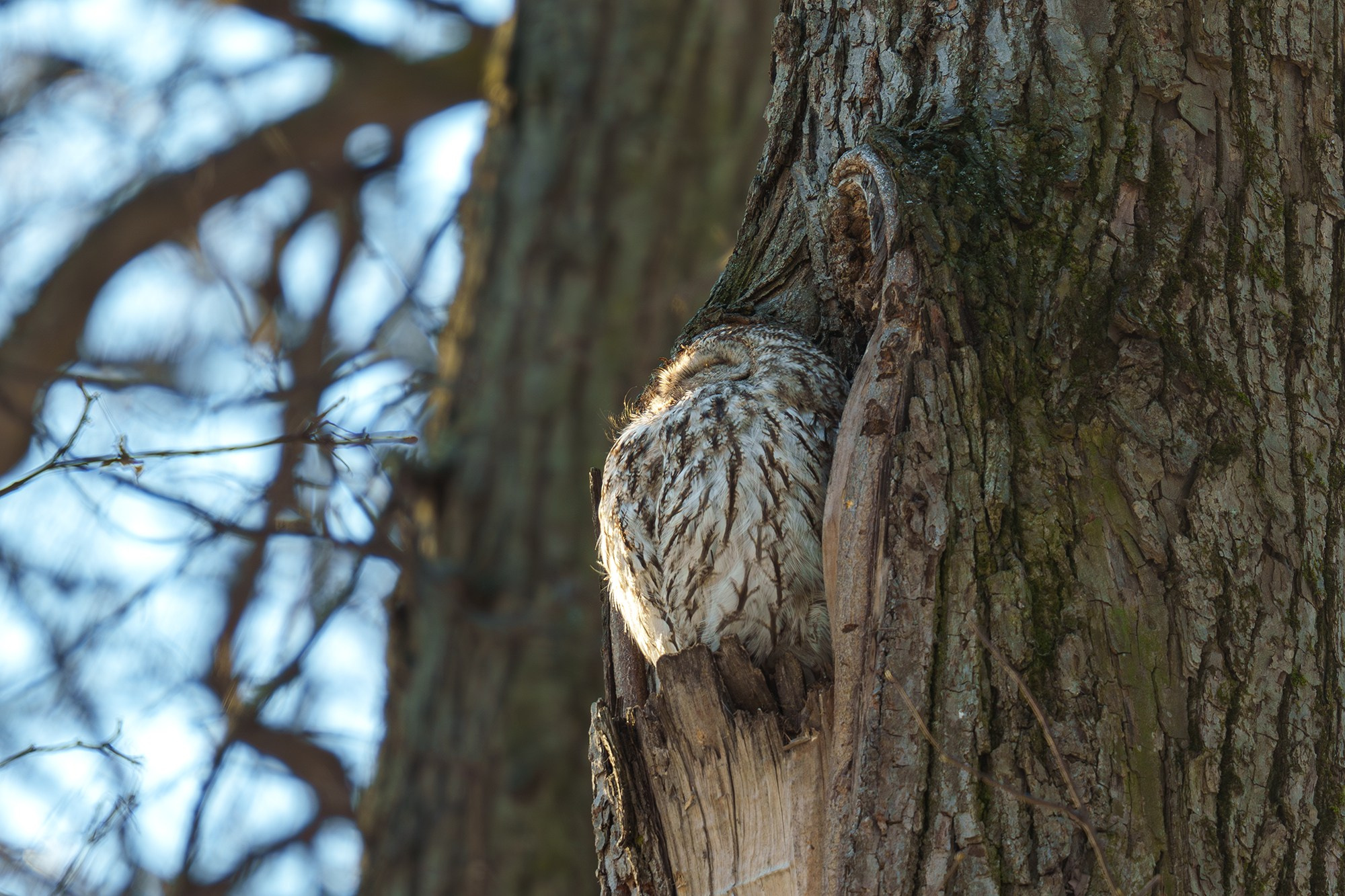 Удивительные мир птиц. Вокруг нас столько прекрасного — присмотритесь!. Ваш личный фотограф Марина Волкова