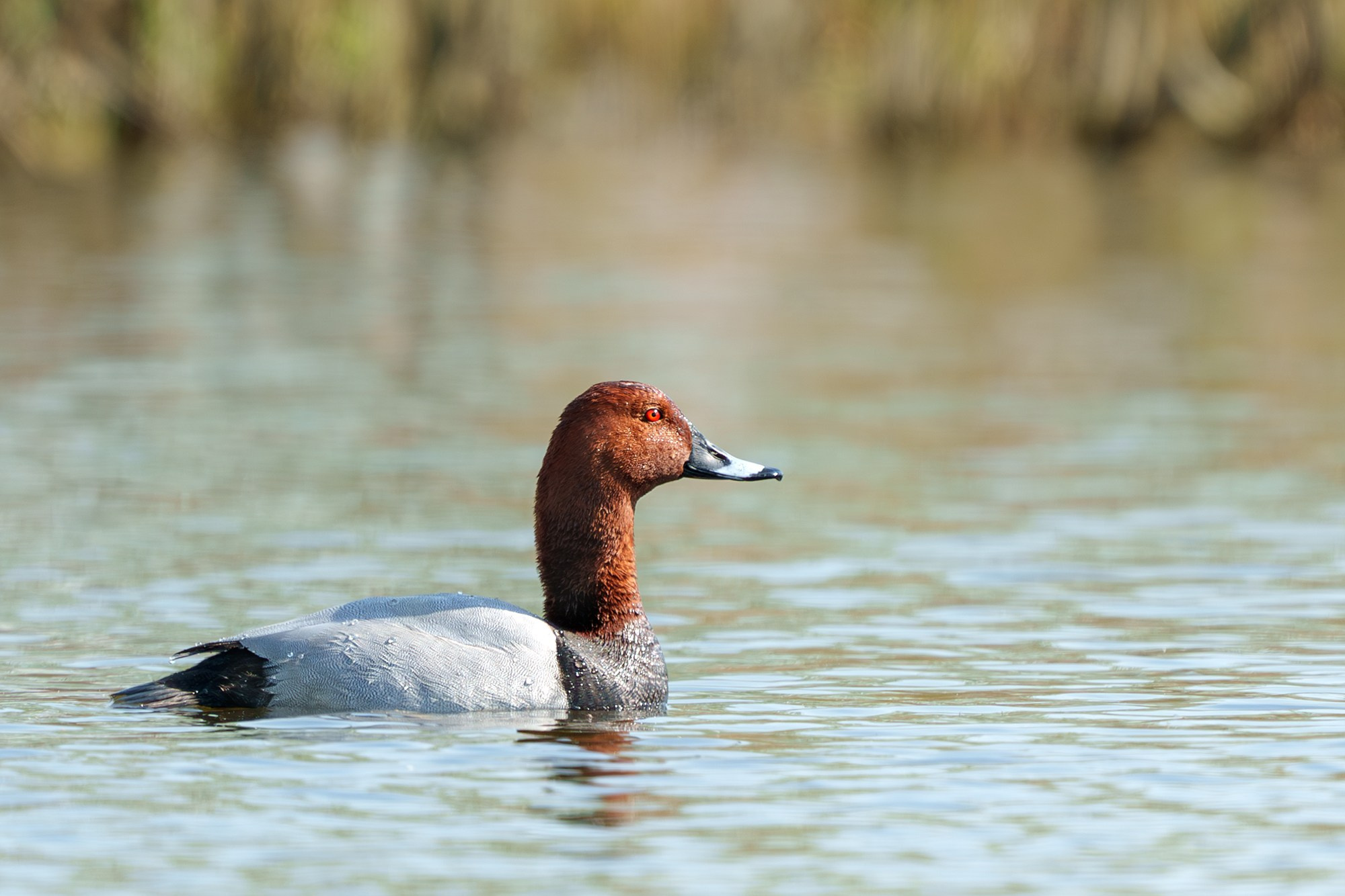 Удивительные мир птиц. Вокруг нас столько прекрасного — присмотритесь!. Ваш личный фотограф Марина Волкова