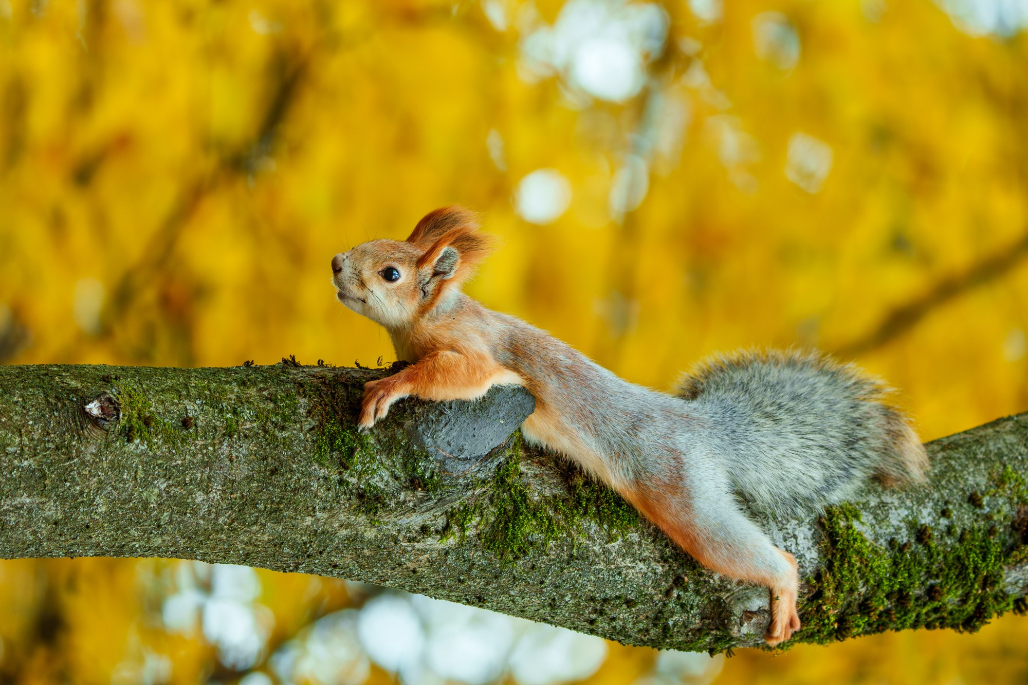 Животные. Ваш личный фотограф Марина Волкова
