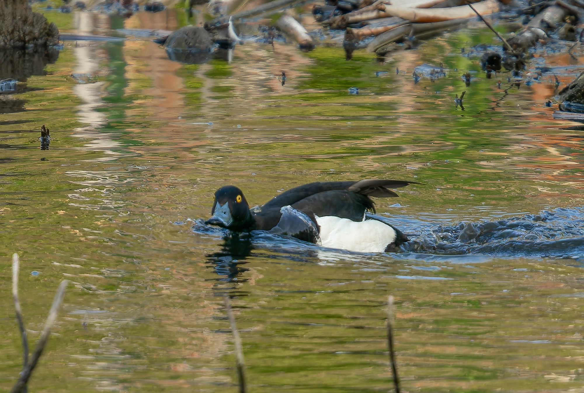Удивительные мир птиц. Вокруг нас столько прекрасного — присмотритесь!. Ваш личный фотограф Марина Волкова