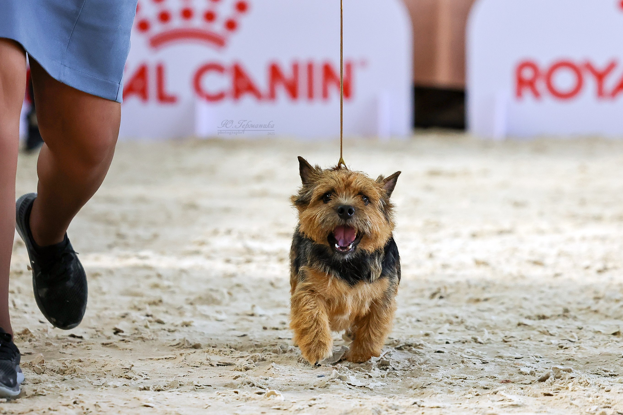 Астана 2хCACIB 26-28.09.2025. Фотограф-анималист Юлия Германика