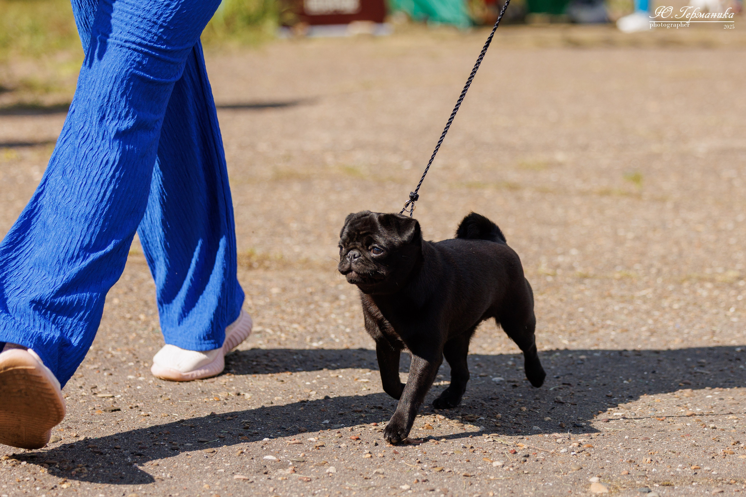 Тверь 10.08.2025. Фотограф-анималист Юлия Германика