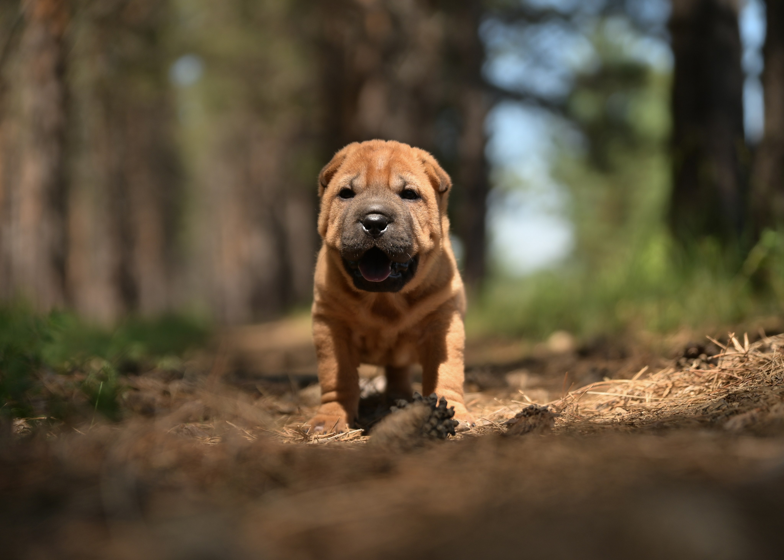 Свободные щенки Шар Пей в Иркутске. Питомник собак Иркутск