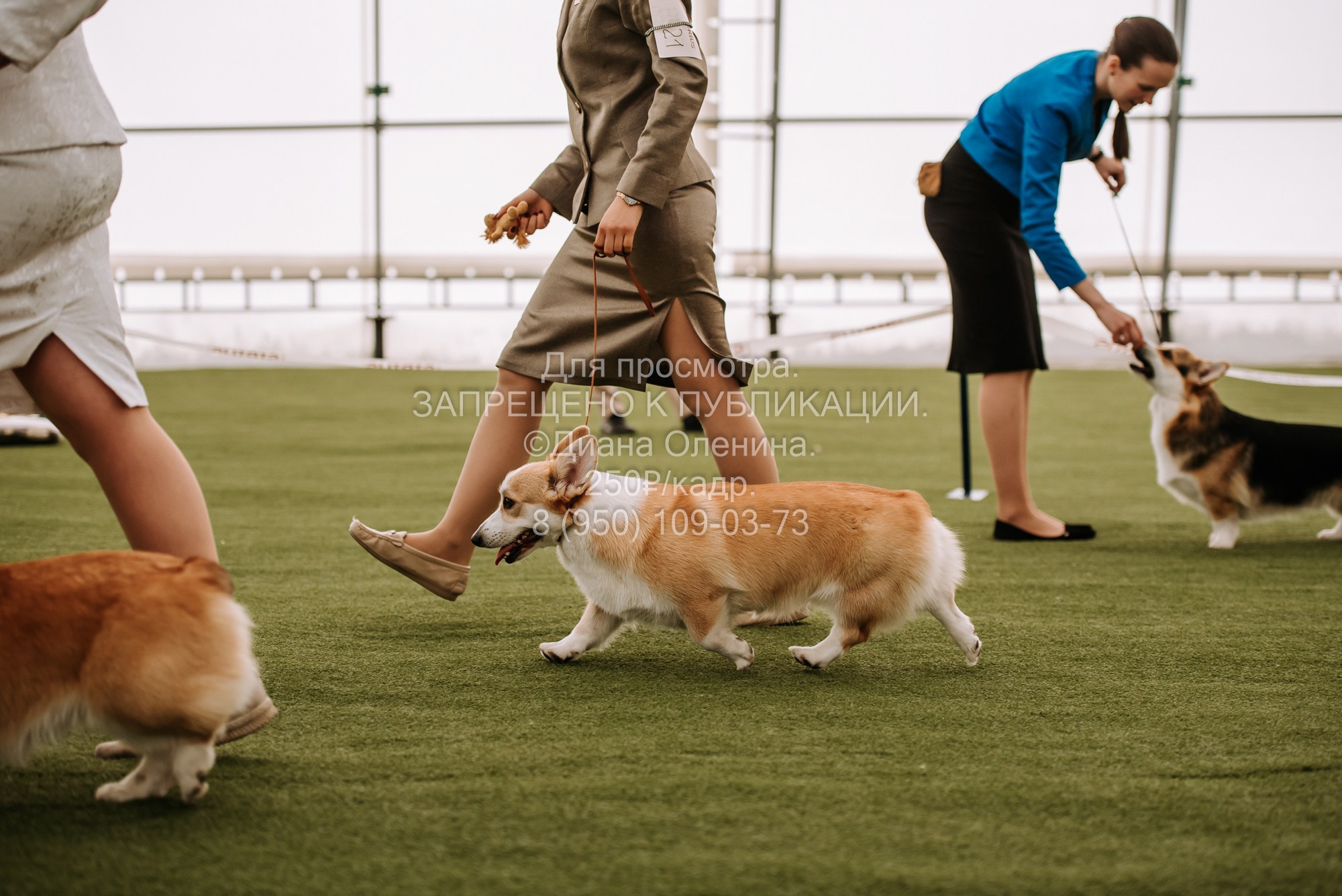 Выставка собак Красноярск 2.06. Фотограф Диана Оленина Красноярск / Братск